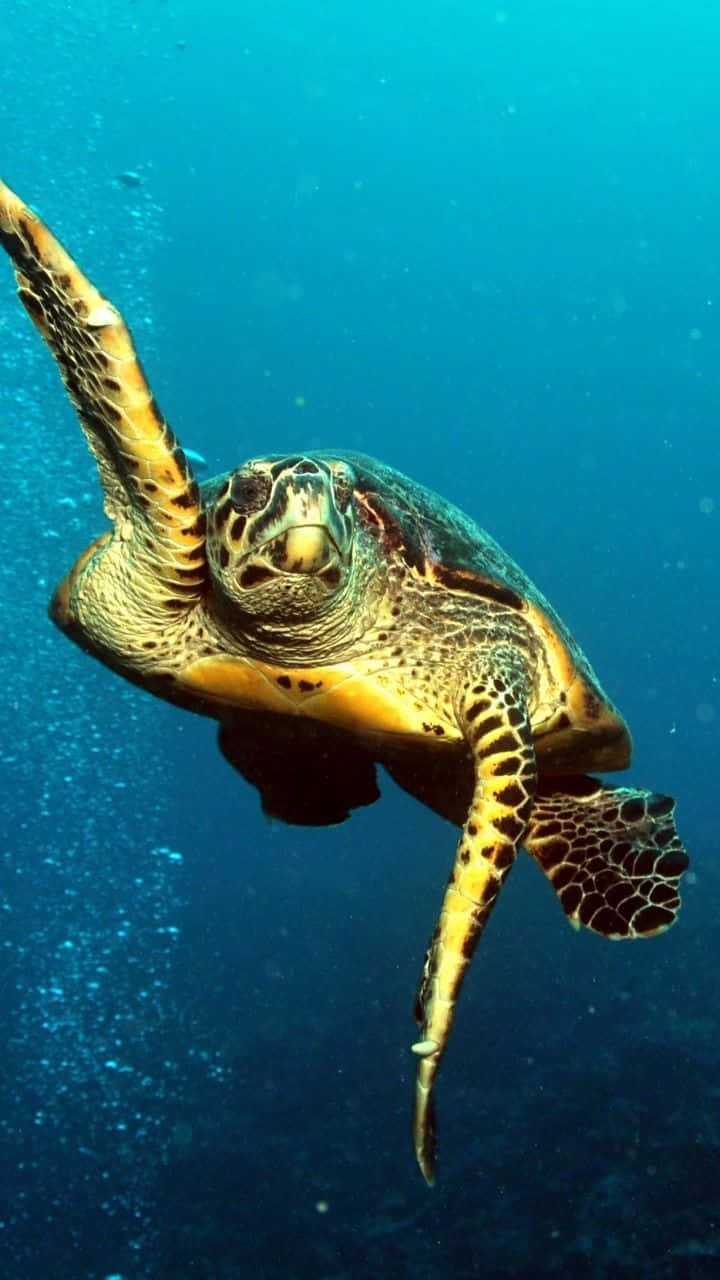 Aquatic 桌布 壁紙 — 一隻玳瑁海龜在清澈的藍色海水中優雅地滑行，陽光從上方穿透而下。