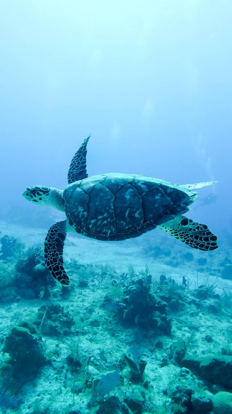 Swimming 桌布 壁紙 — 一隻玳瑁海龜在清澈碧綠的海水中，優雅地滑過陽光普照的珊瑚礁。