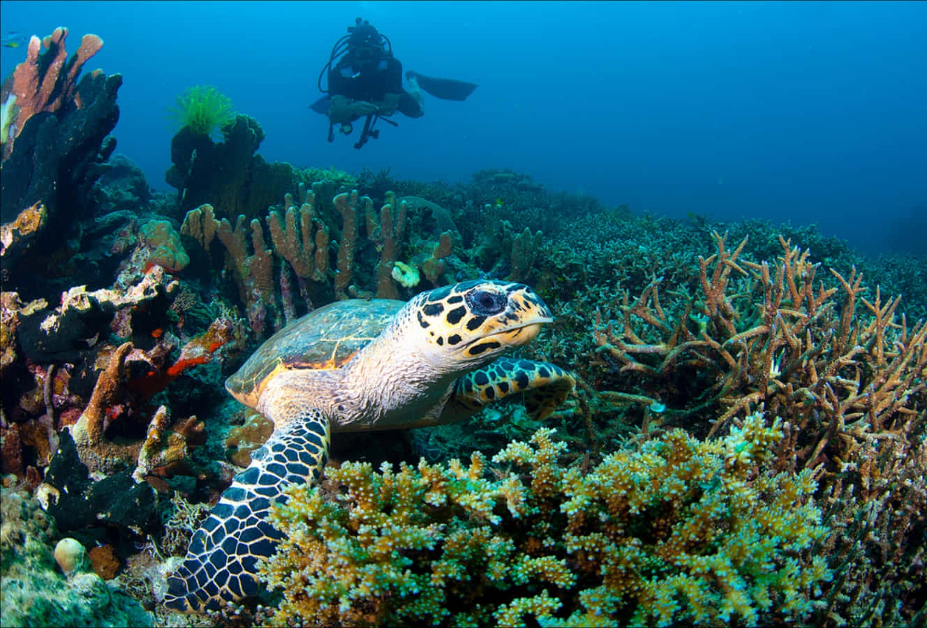 diving 桌布 壁紙 — 一隻玳瑁海龜在色彩繽紛的珊瑚礁中優雅地滑行，一名水肺潛水員在清澈的藍色海水中從上方觀察。