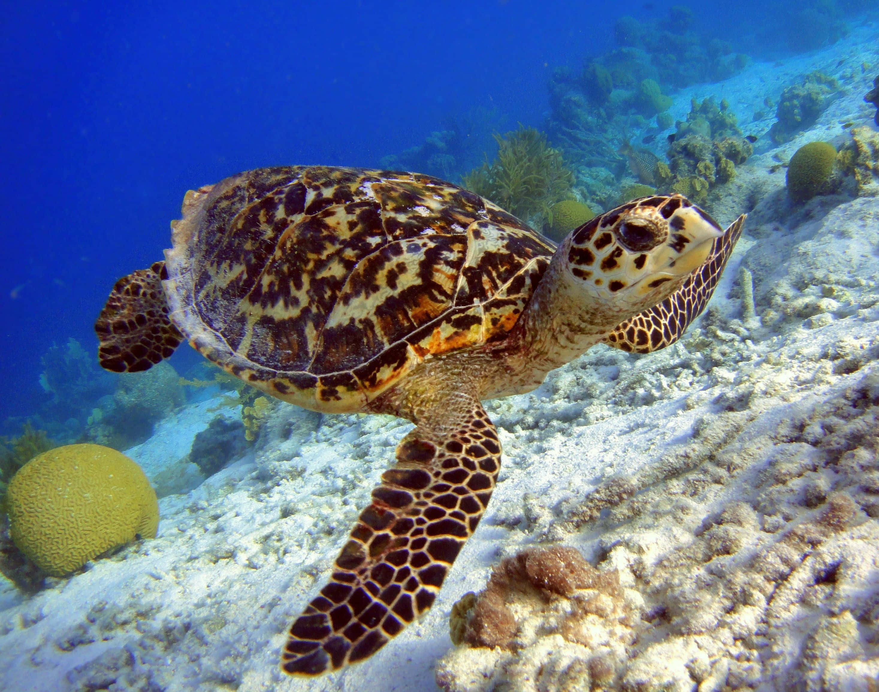 Turtle 桌布 壁紙 — 一隻玳瑁海龜在陽光普照的珊瑚礁上優雅地滑行，周圍是湛藍的海水和沙質海底。