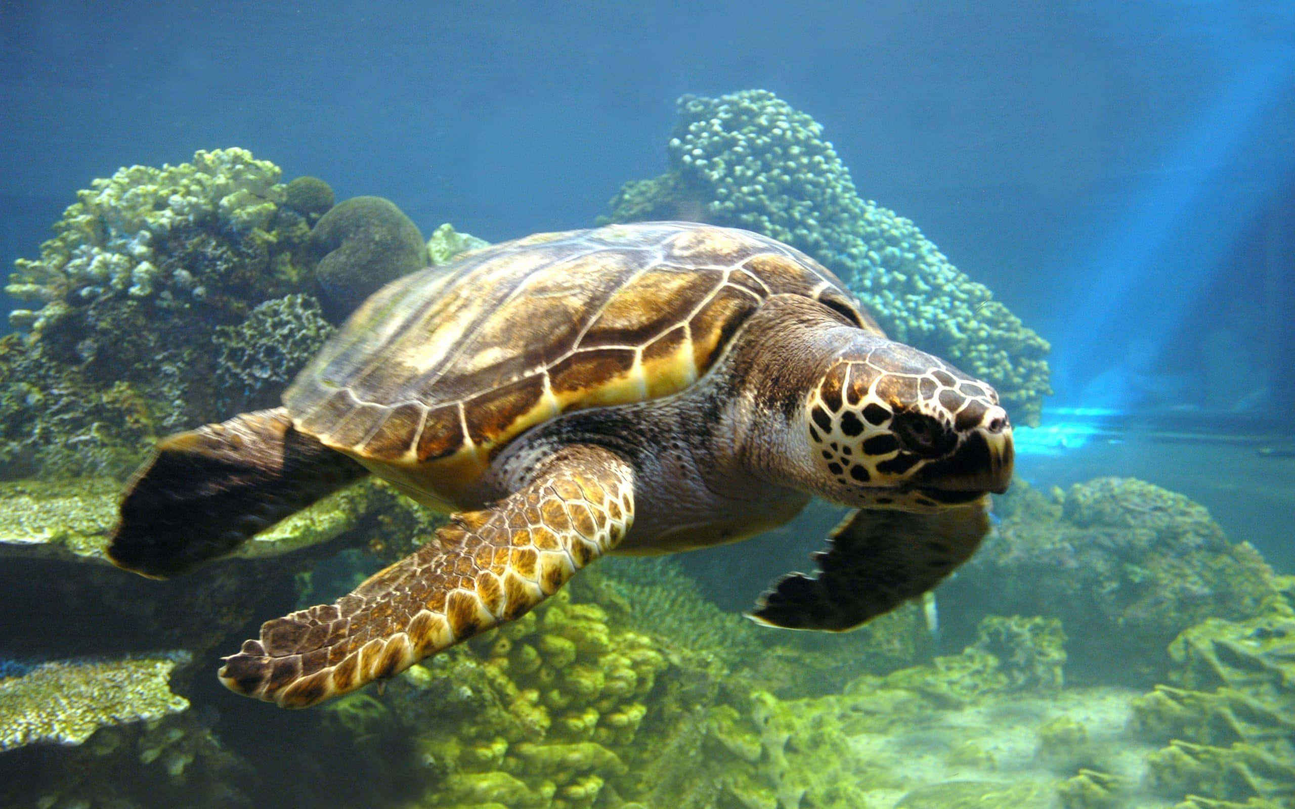 tortoise 桌布 壁紙 — 一隻玳瑁海龜在陽光普照的藍色海水中，優雅地滑過色彩繽紛的珊瑚礁。