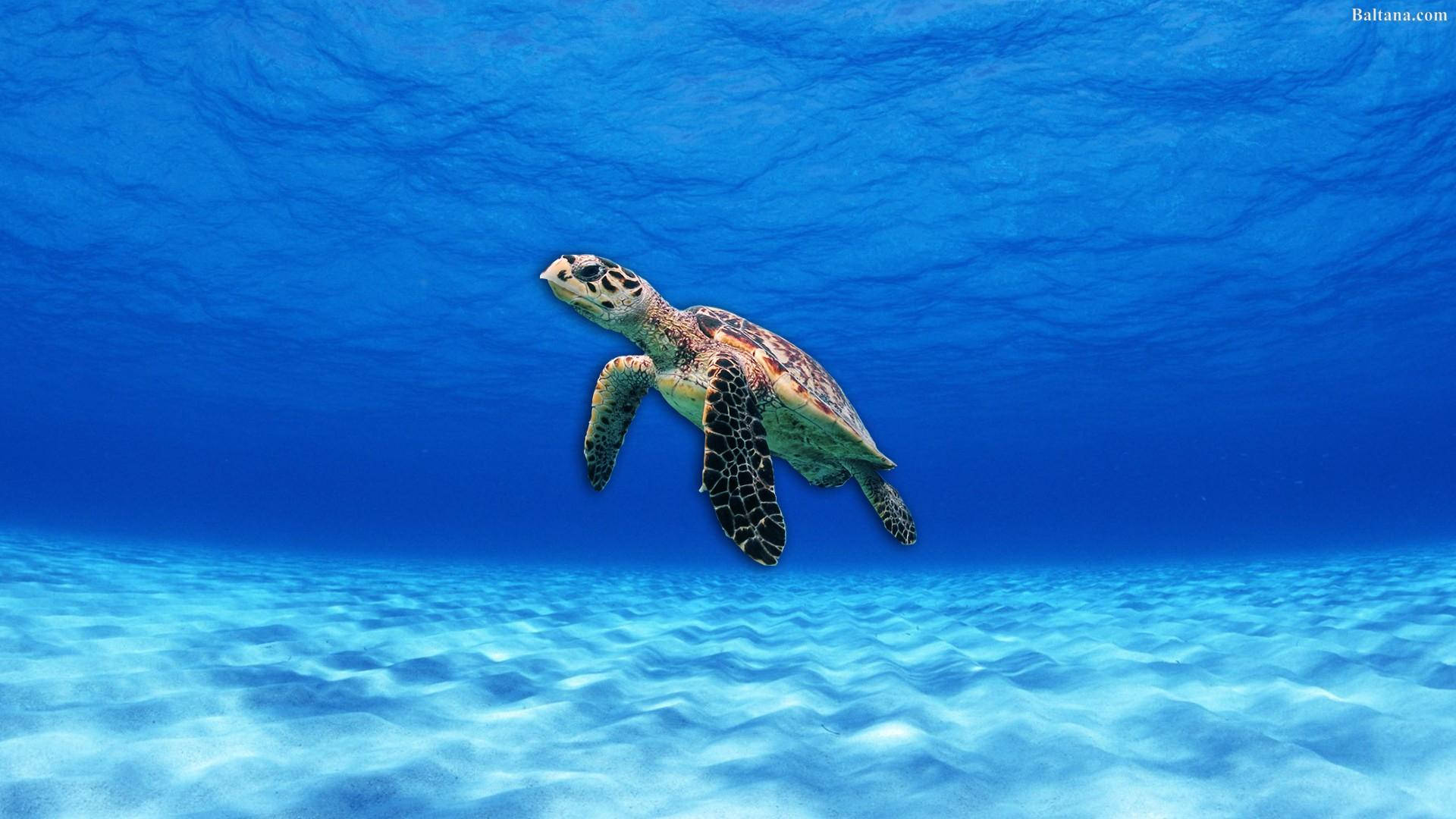 Turtle 桌布 壁紙 — 一隻玳瑁海龜在陽光照射的沙質海底上方，優雅地滑過清澈碧綠的海水。