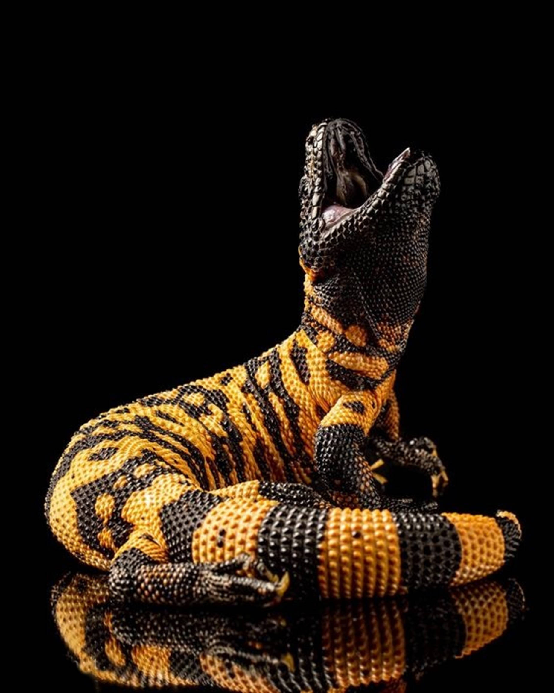 reptile 桌布 壁紙 — 一隻珠飾蜥蜴帶有鮮明的黃色和黑色條紋，坐在黑色背景前的反光表面上，張開嘴巴擺出戲劇性的姿勢。