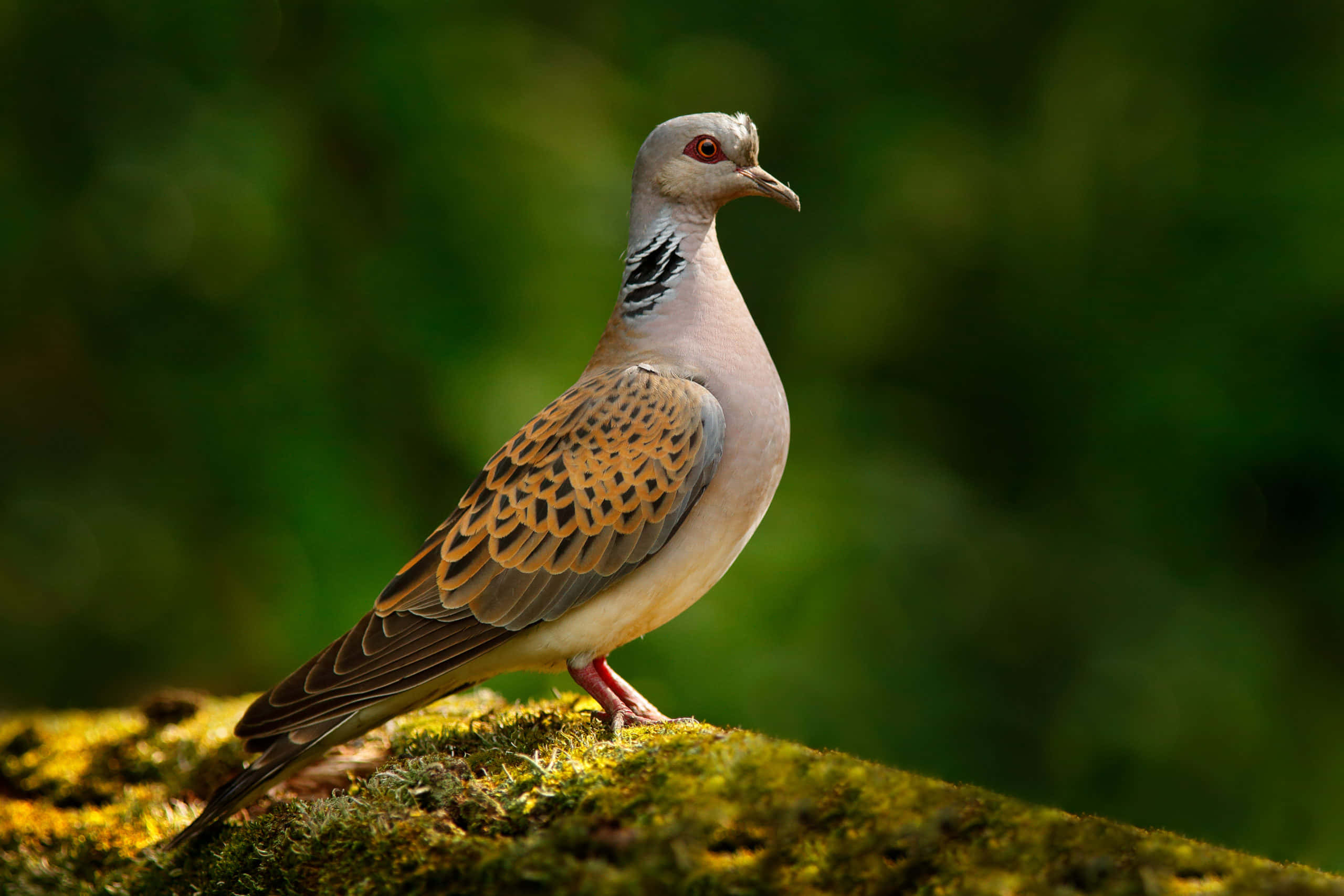 Dove 桌布 壁紙 — 一隻環頸斑鳩警覺地棲息在陽光普照、長滿青苔的木頭上，背景是柔和的綠色森林。