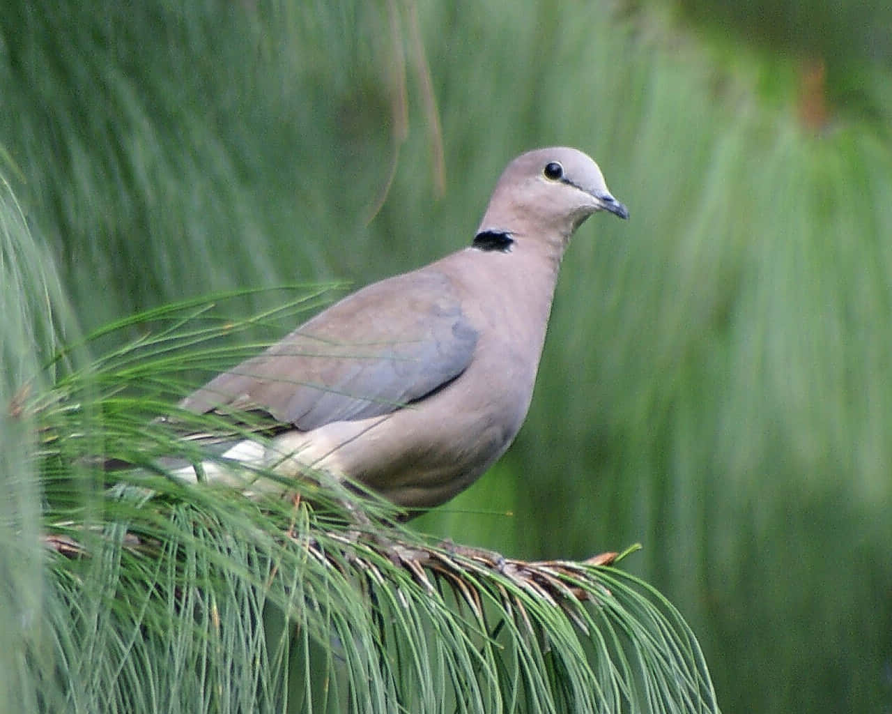 Dove 桌布 壁紙 — 一隻環頸鴿平靜地棲息在松樹枝上，周圍是茂密的綠色松針。