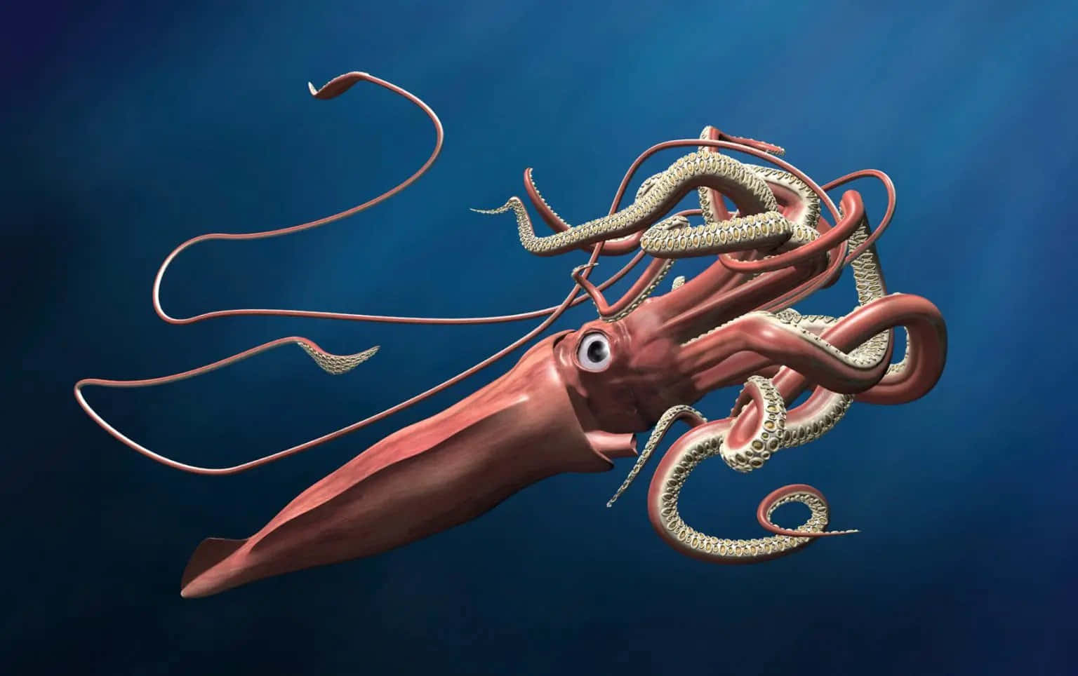 squid 桌布 壁紙 — 一隻生動渲染的巨型魷魚在深藍色海洋中滑行，擁有流動的觸手和一隻大眼睛。