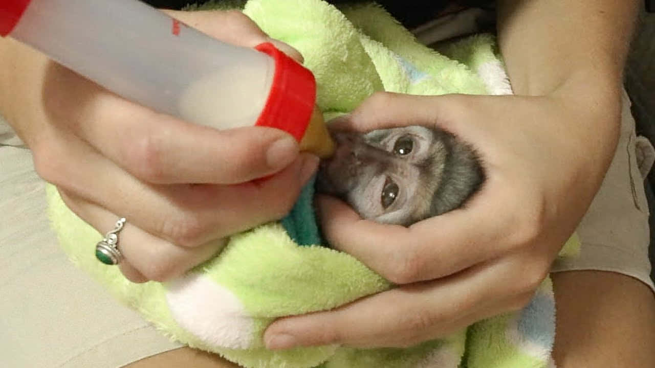 Baby Monkey 桌布 壁紙 — 一隻用綠色毛巾包裹的小猴子寶寶正在室內被人類用奶瓶餵養。