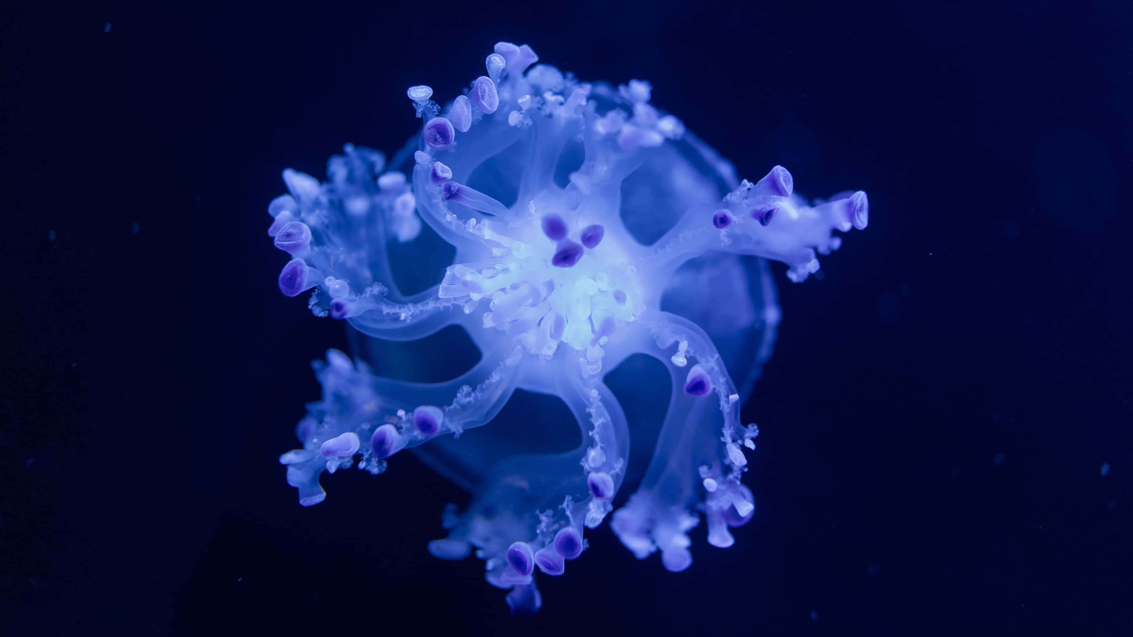 4K Jellyfish 桌布 壁紙 — 一隻發光半透明、帶有紫色觸手的水母，在深藍色水下背景中輕輕脈動。