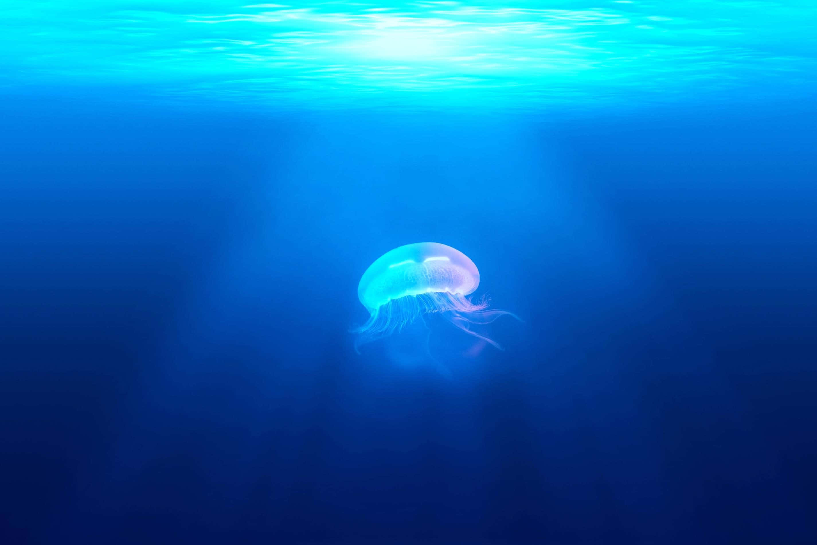 Underwater Ocean 桌布 壁紙 — 一隻發光的水母在深藍色的海洋中寧靜地漂流，陽光從水面照射下來。