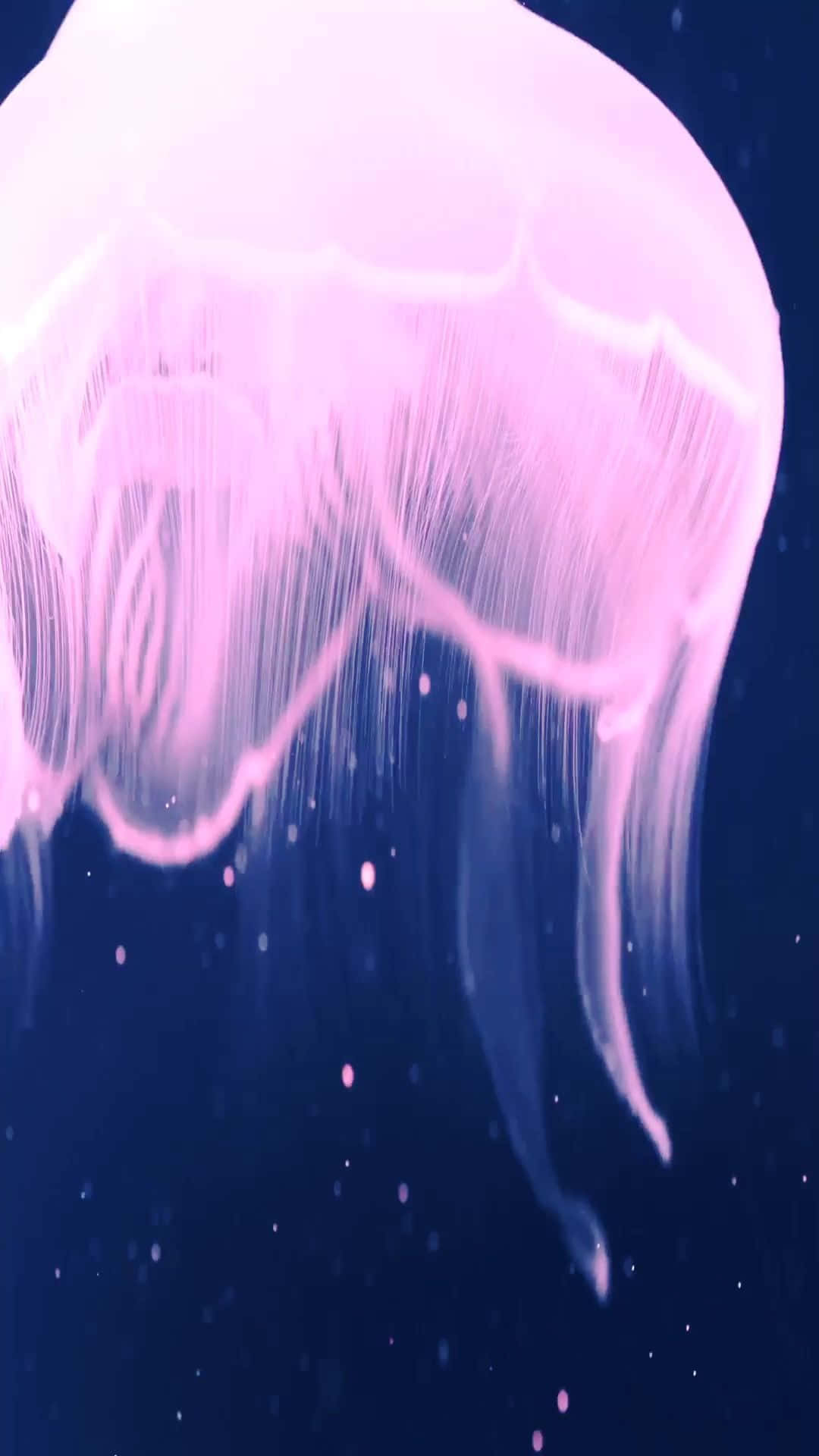 水母 桌布 壁紙 — 一隻發光的粉紅色水母優雅地漂浮在深藍色、佈滿浮游粒子的海水中。