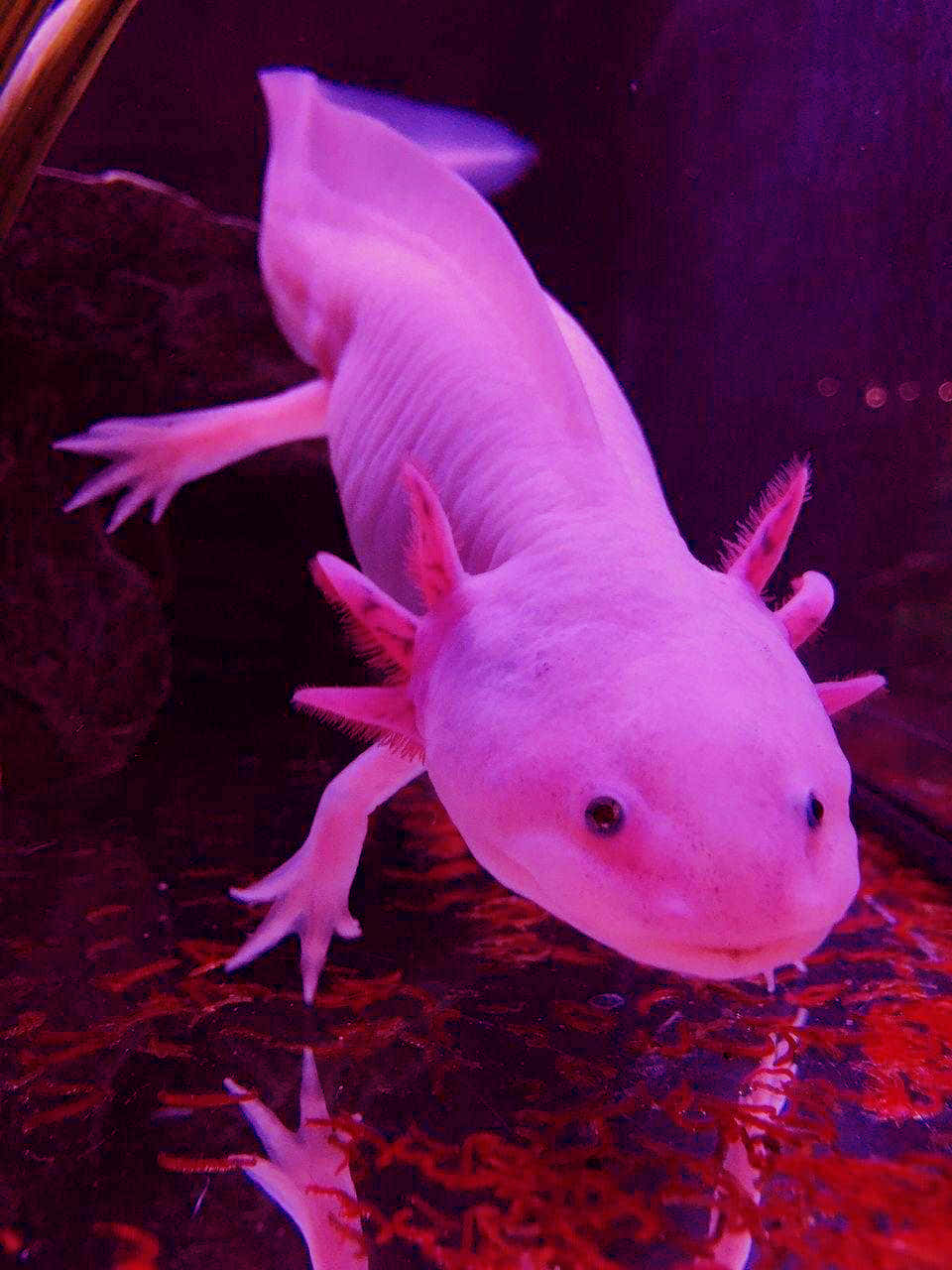 墨西哥鈍口螈 桌布 壁紙 — 一隻發光的粉紅色蠑螈在昏暗的水族箱中優雅地游動，紫色和紅色的燈光反射在水面上。