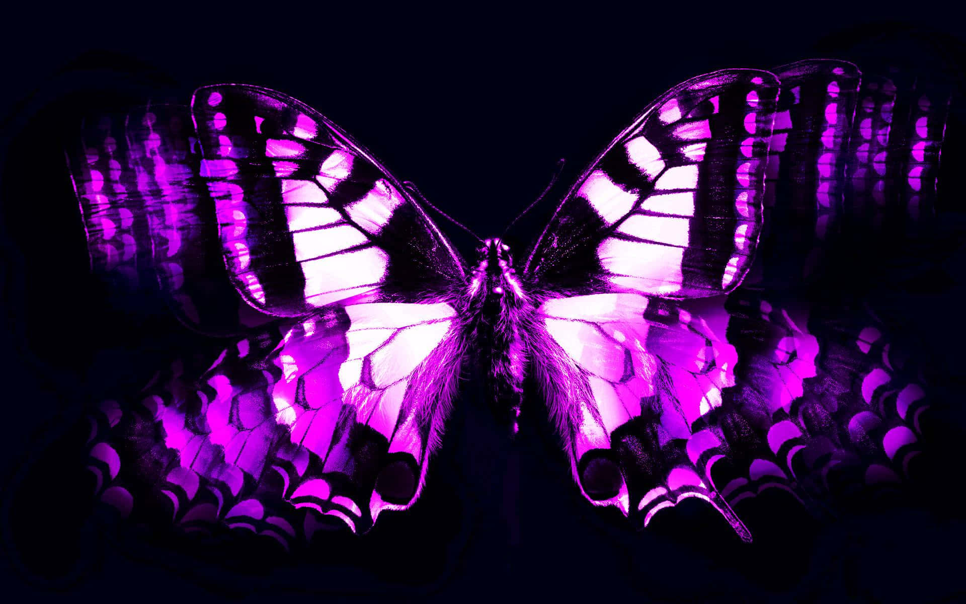 Dark Butterfly 桌布 壁紙 — 一隻發光的紫白色蝴蝶，帶有複雜的翅膀圖案，在深色背景下脫穎而出。