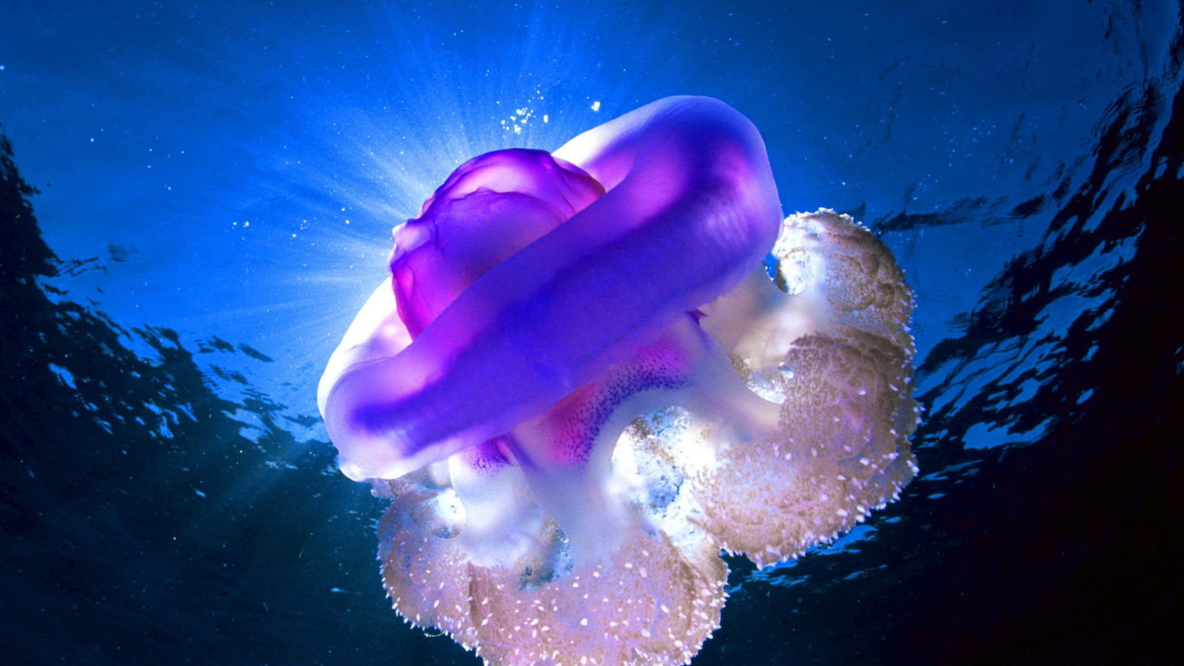 4K Jellyfish 桌布 壁紙 — 一隻發光的紫色水母在水下平靜地漂浮，陽光穿過上方的水面照射下來。