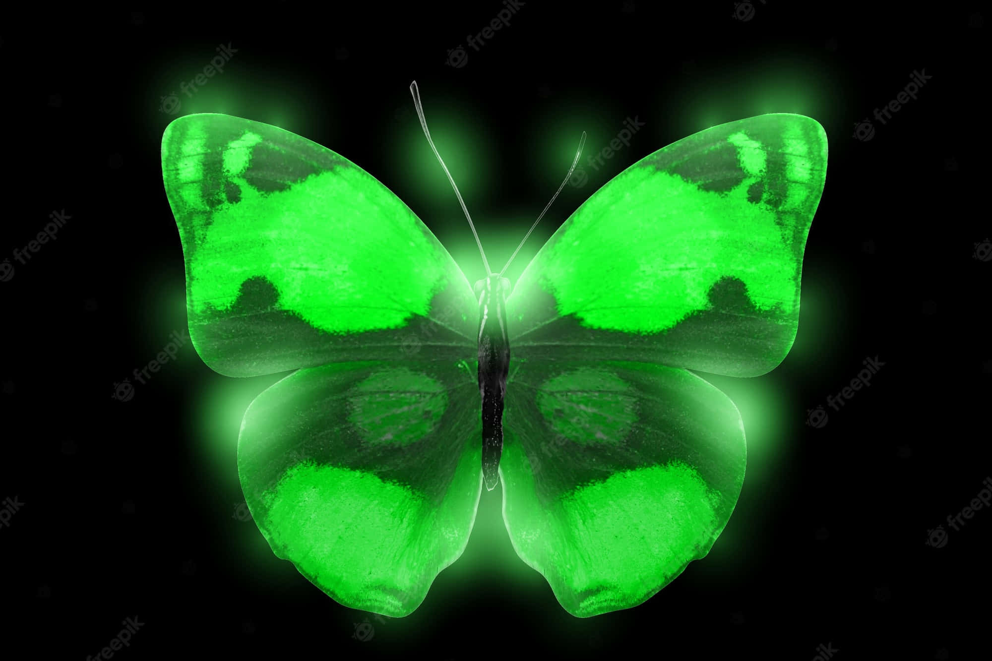 Glow In The Dark 桌布 壁紙 — 一隻發光的綠色蝴蝶，帶有發光的翅膀，居中於純黑色背景上。