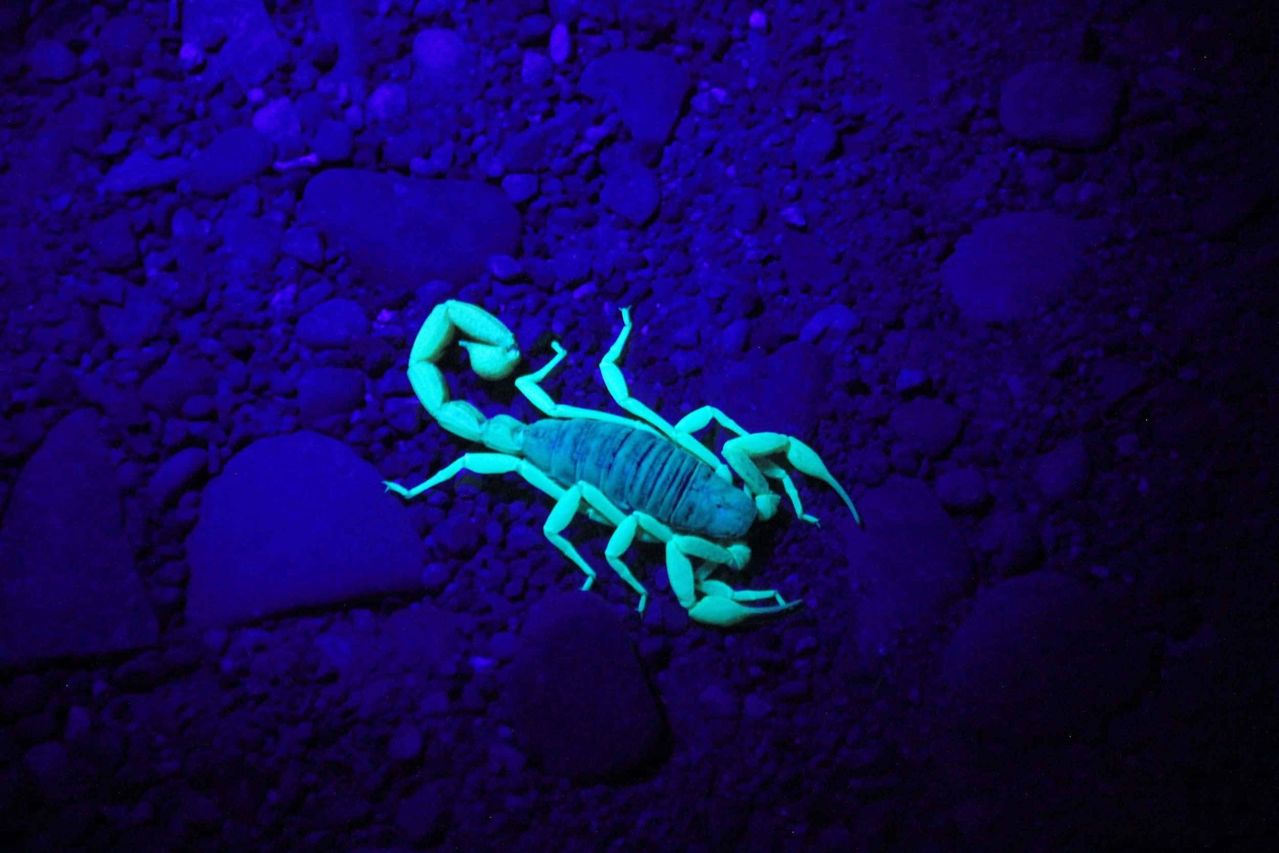 scorpion 桌布 壁紙 — 一隻發光的綠色蠍子在紫外線下，在深藍色岩石地形上發出鮮豔的螢光。