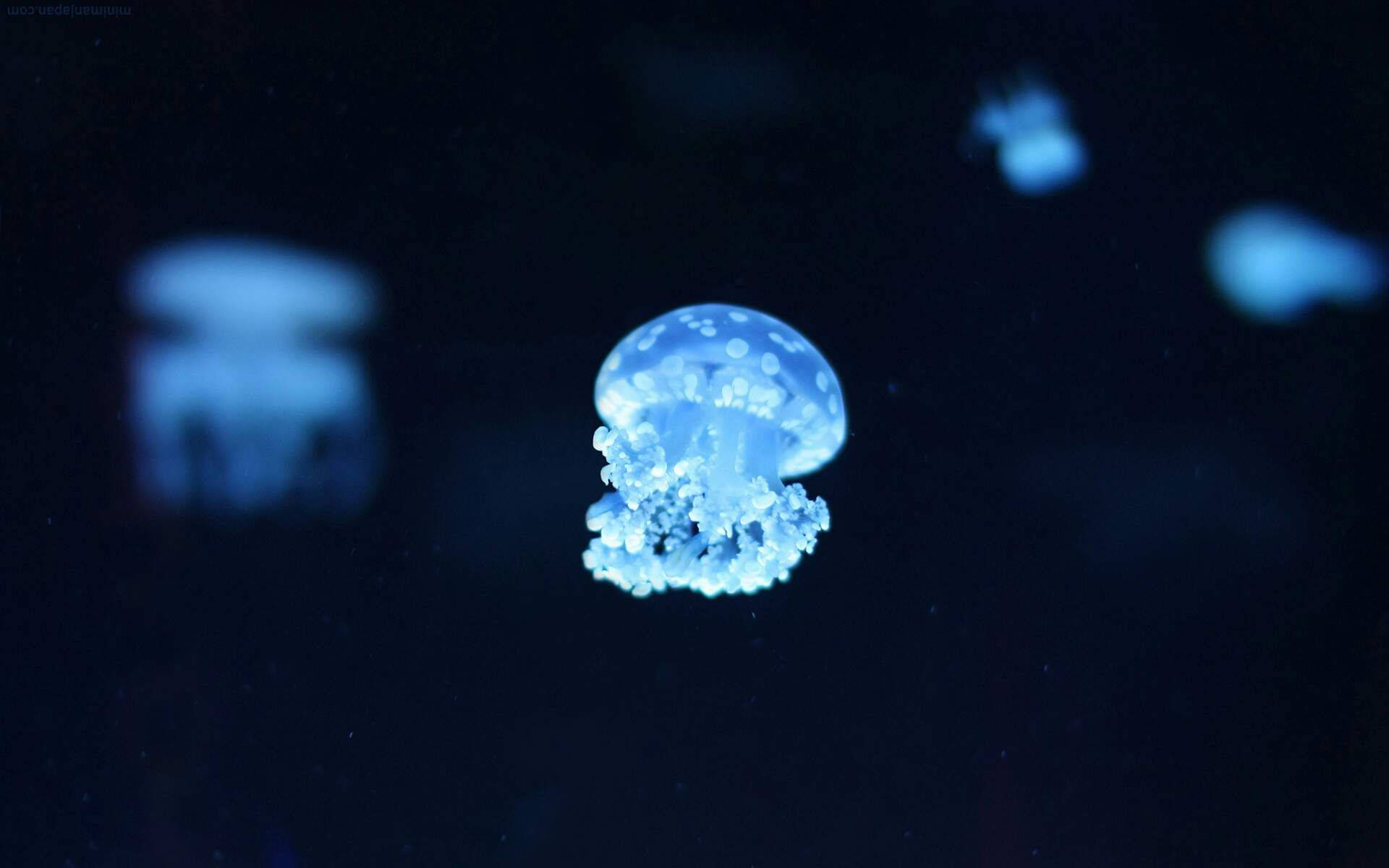 水母 桌布 壁紙 — 一隻發光的藍色水母在黑暗的水中寧靜地漂流，柔和的光線照亮其半透明的傘狀體和觸手。
