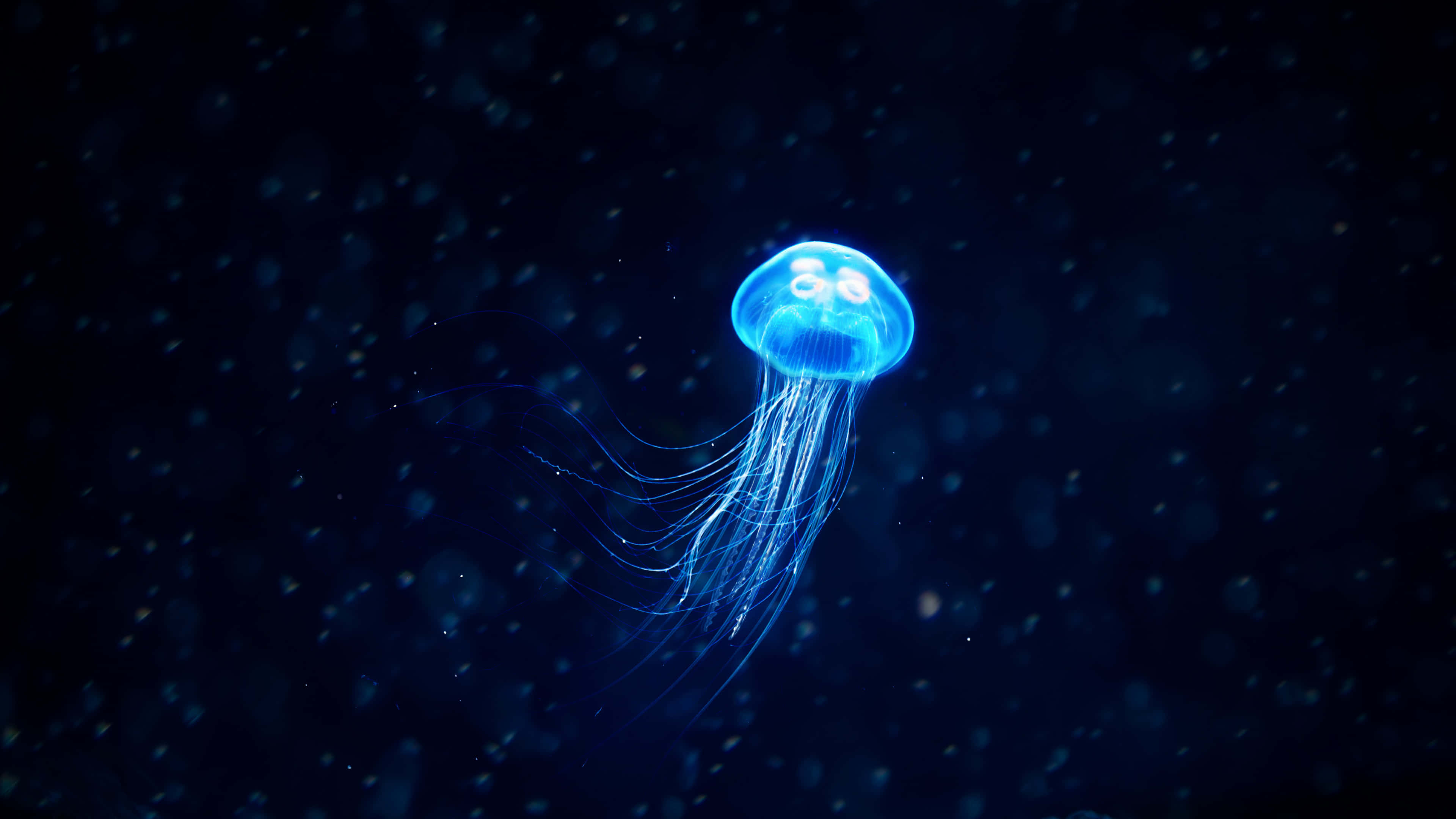 4K Jellyfish 桌布 壁紙 — 一隻發光的藍色水母在點綴著漂浮顆粒的黑暗海水中寧靜地漂流。