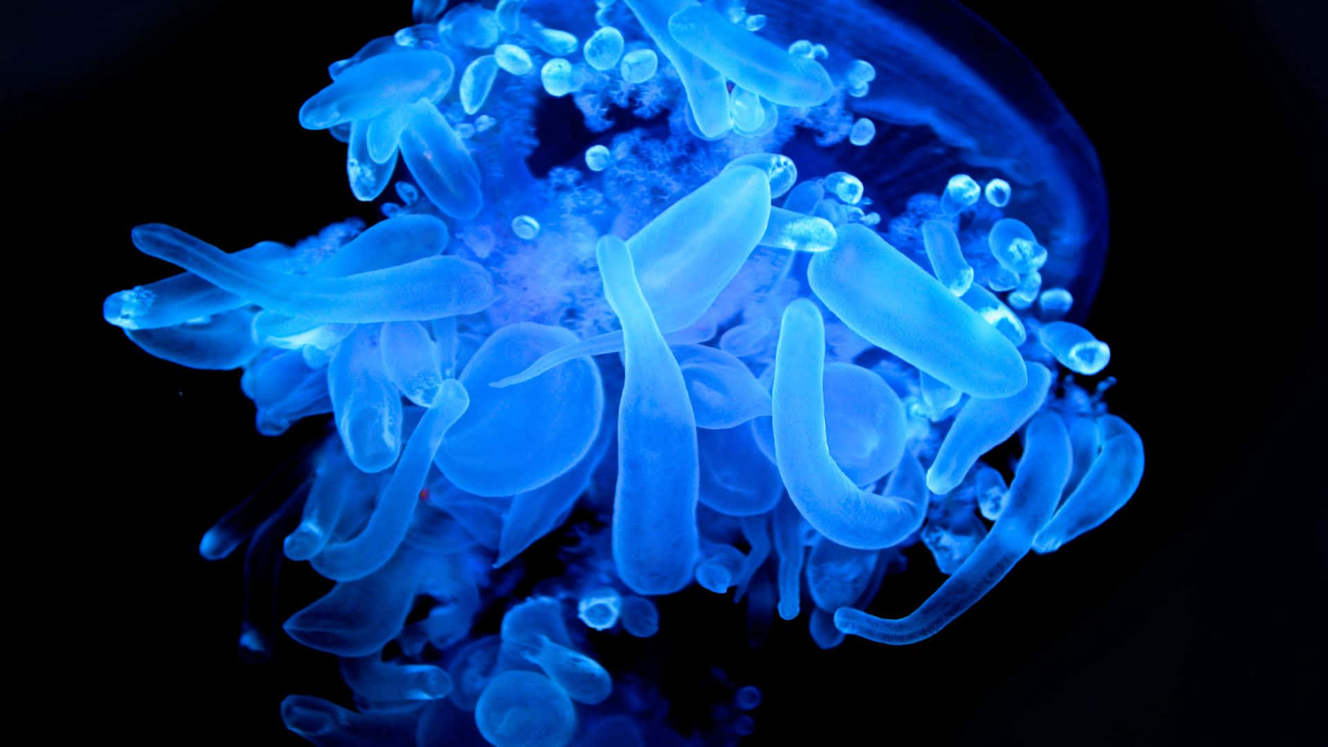 Glow In The Dark 桌布 壁紙 — 一隻發光的藍色水母帶有半透明觸手，在漆黑的深海背景下輕輕脈動。
