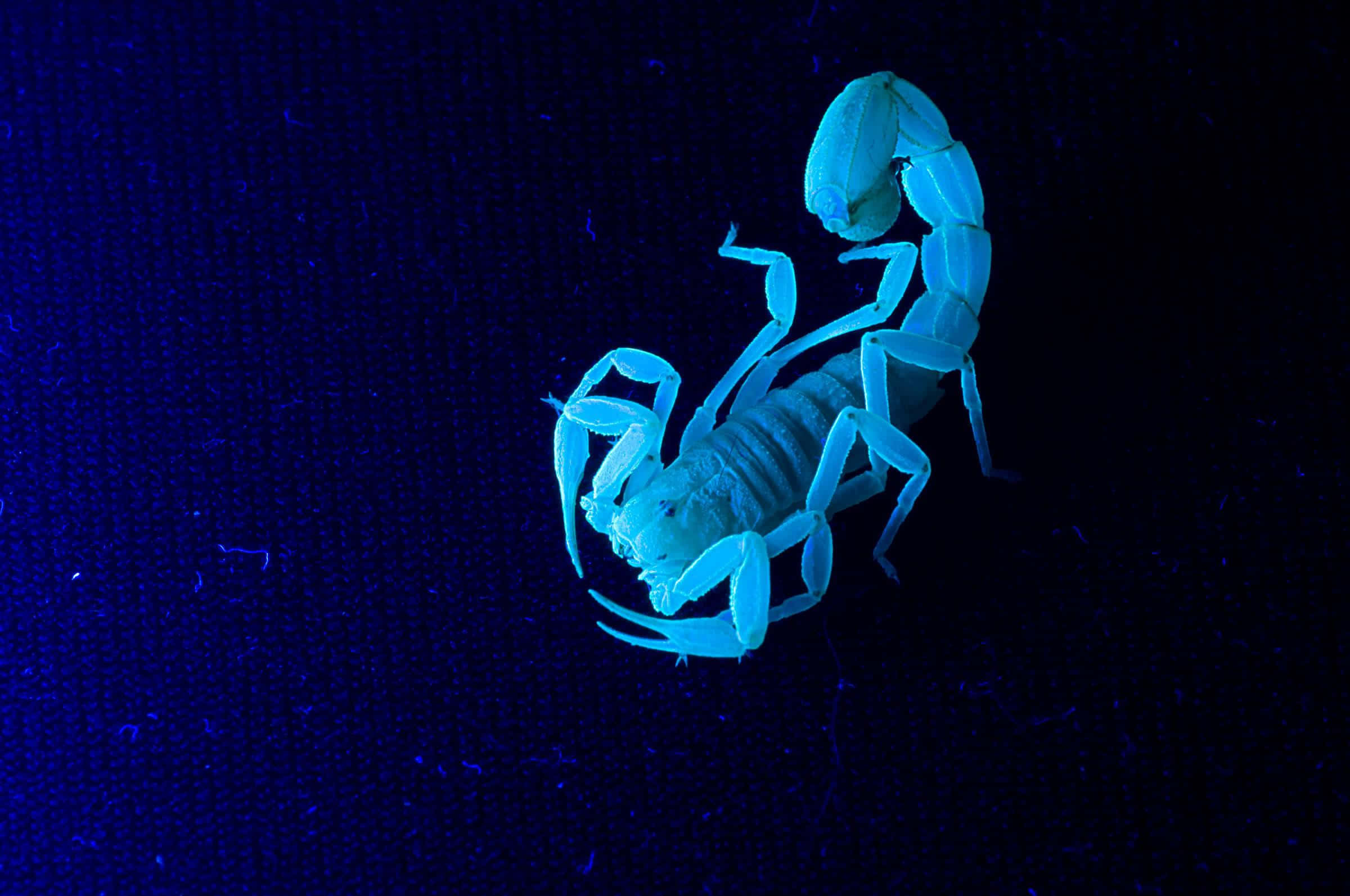 Scorpio 桌布 壁紙 — 一隻發光的藍色蠍子在紫外光下照亮，背景為深色紋理。