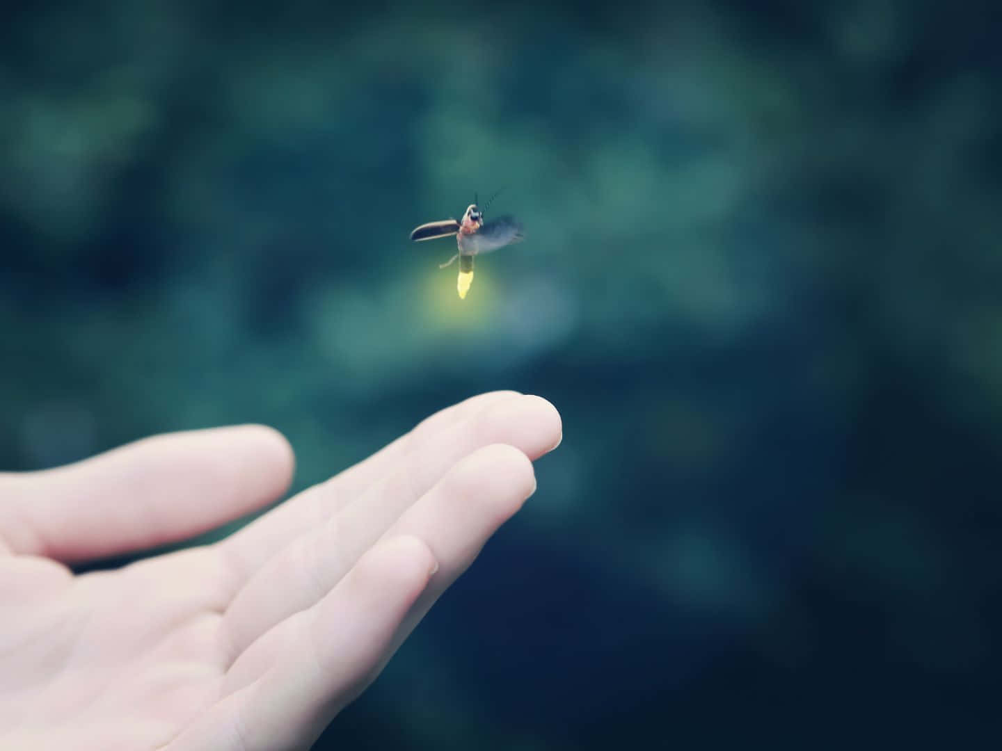 1440x1080 桌布 壁紙 — 一隻發光的螢火蟲在伸出的手附近盤旋，背景是柔和模糊的綠色。