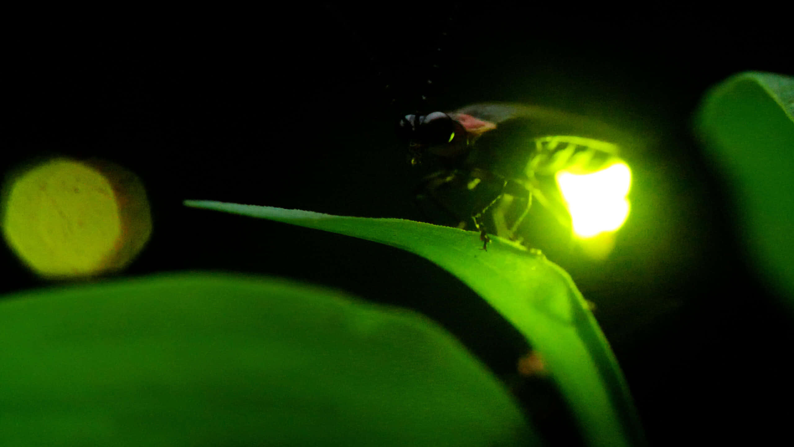 firefly 桌布 壁紙 — 一隻發光的螢火蟲在夜間棲息在葉子上，在黑暗的背景下發出明亮的綠光。