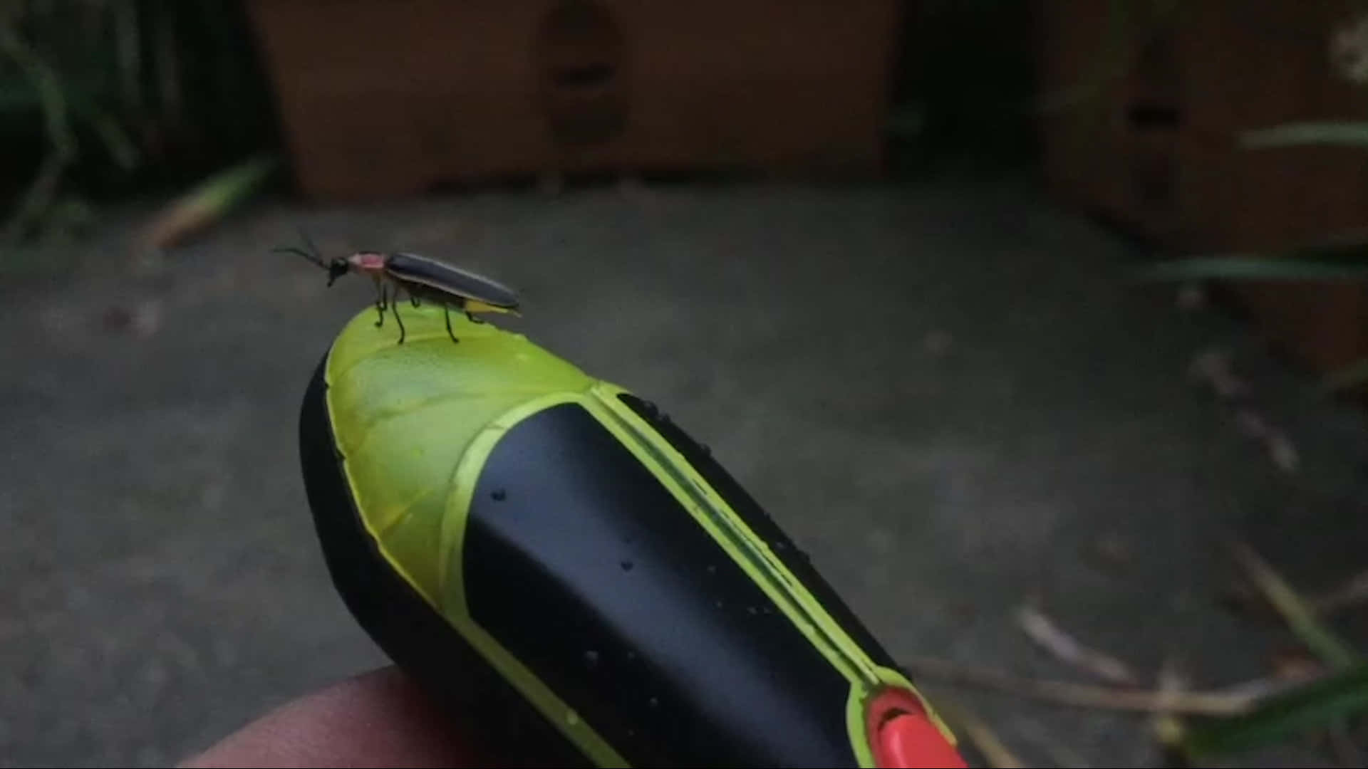 firefly 桌布 壁紙 — 一隻發光的螢火蟲輕輕地停在一個亮綠色和黑色的工具手柄上，背景是模糊的戶外景色。