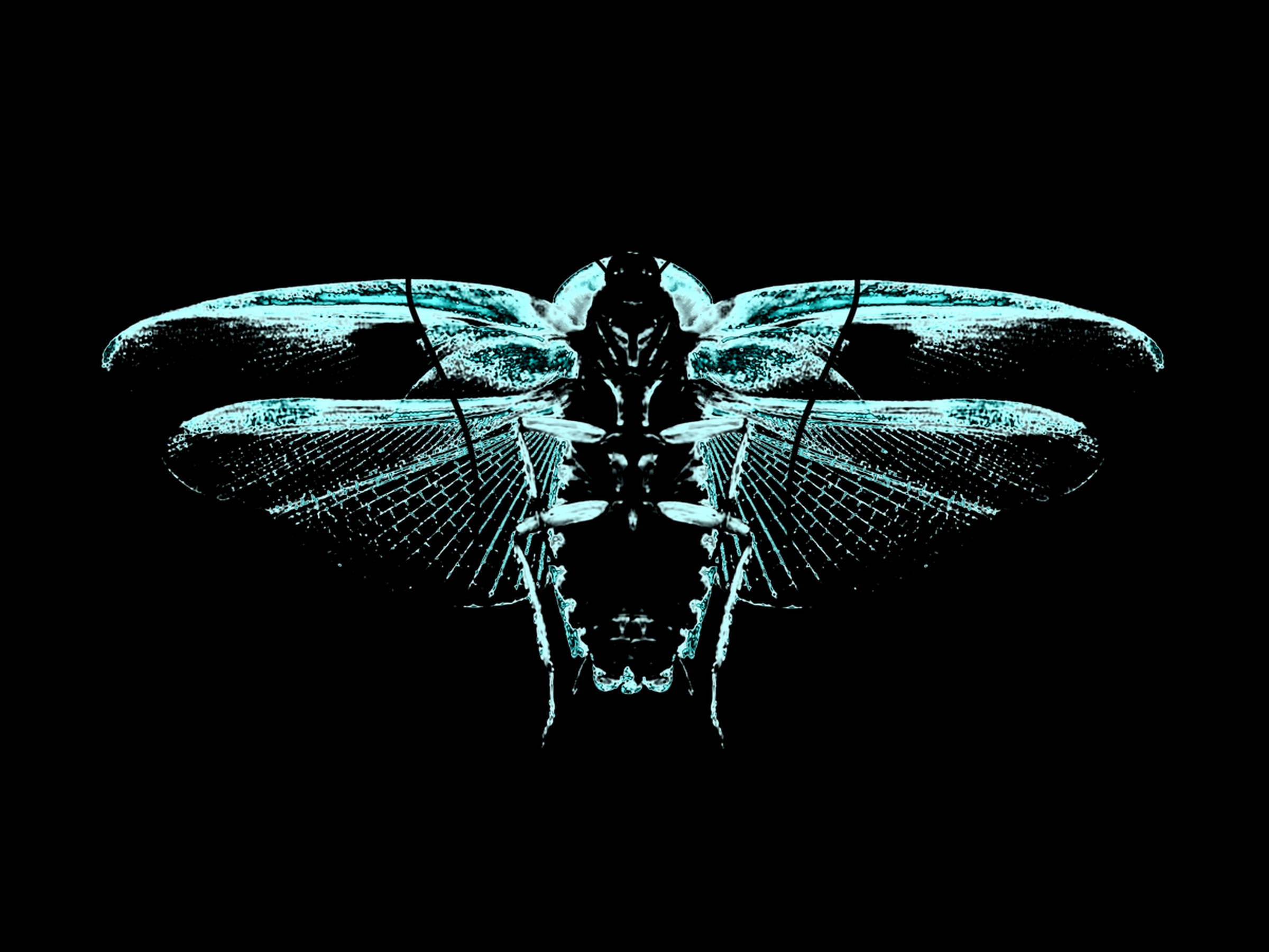 Cicada 桌布 壁紙 — 一隻發光的青色蜻蜓，帶有複雜的翅脈，在純黑色背景上格外突出。