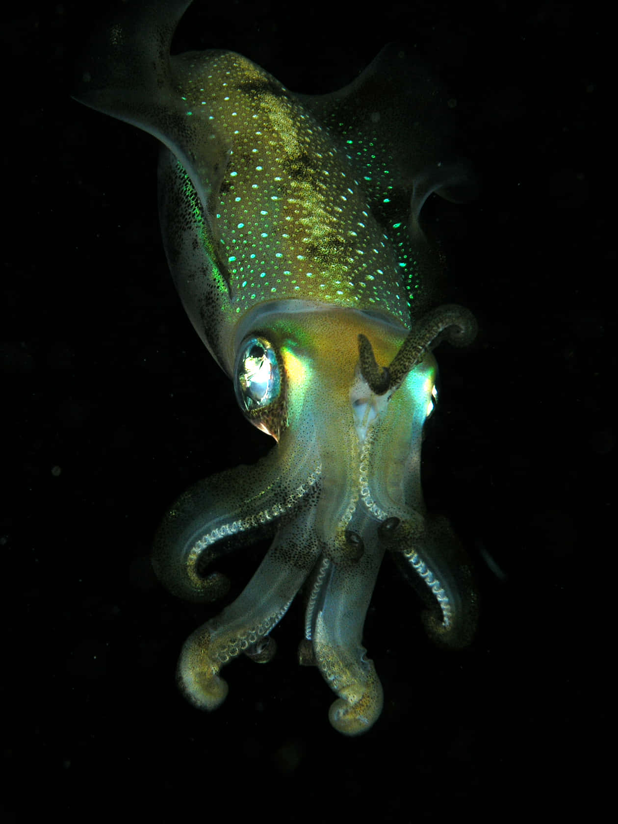 squid 桌布 壁紙 — 一隻發光的魷魚帶有虹彩綠色斑點和大而反光的眼睛，在漆黑的海水中盤旋。
