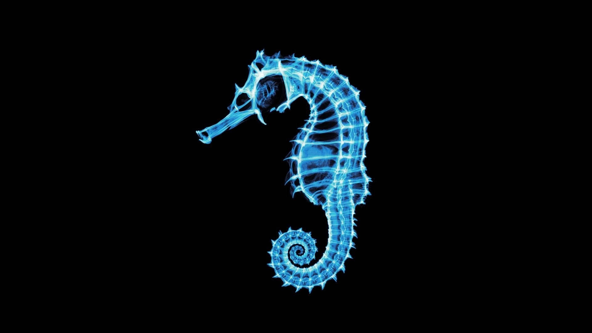 Seahorse 桌布 壁紙 — 一隻發光藍色海馬帶有電光輪廓，在純黑背景上格外突出。