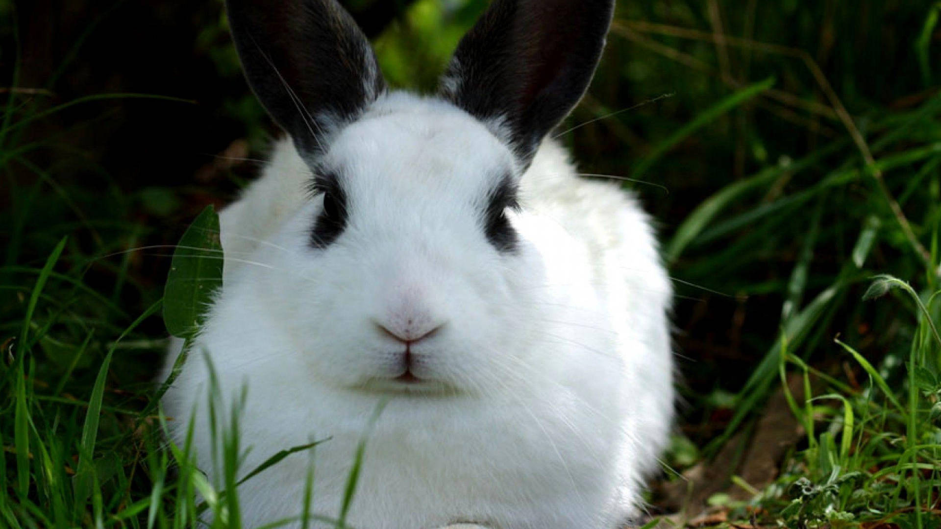 White Rabbit 桌布 壁紙 — 一隻白兔，黑色耳朵和眼睛，平靜地坐在茂密的綠草中，在自然光下。