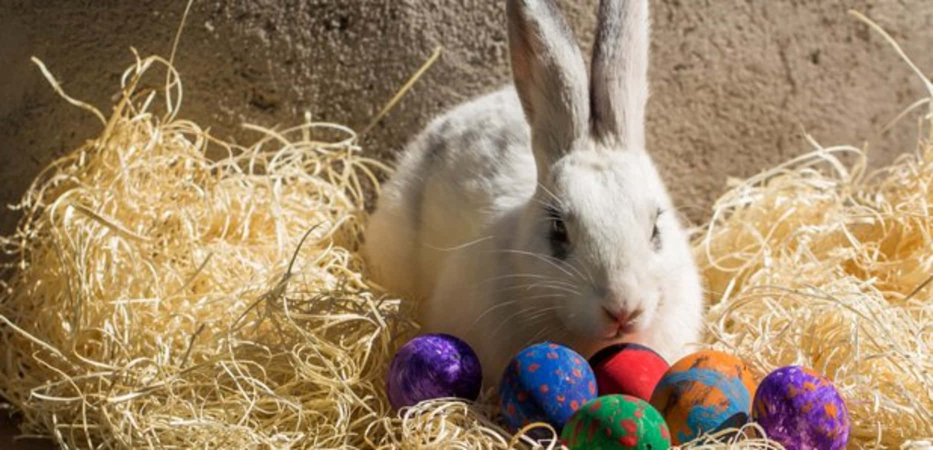 Easter 桌布 壁紙 — 一隻白兔坐在金色乾草堆中，旁邊是一堆色彩繽紛的裝飾復活蛋。