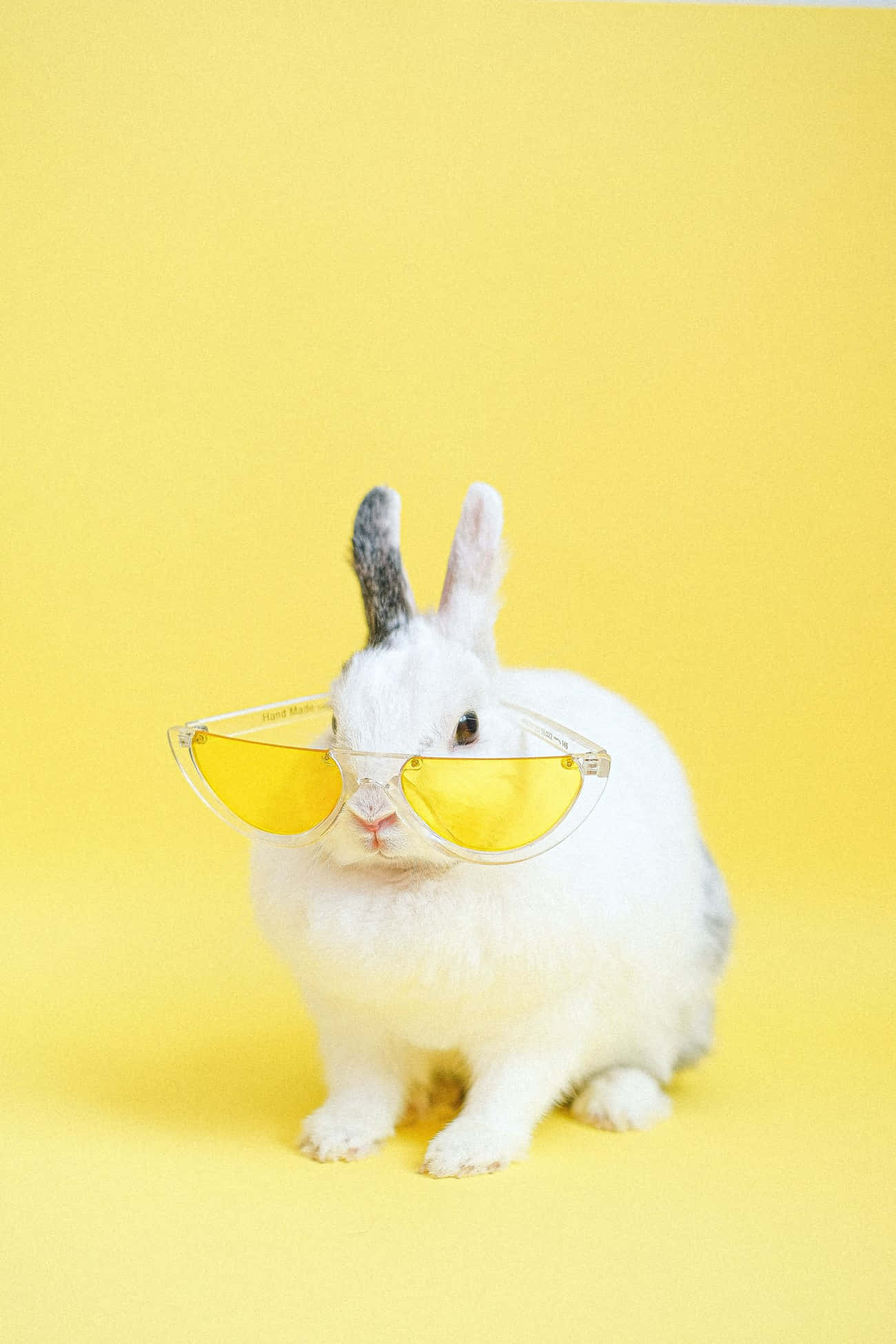 Funny Cute Animals 桌布 壁紙 — 一隻白兔有一隻灰色耳朵，戴著黃色太陽眼鏡，背景是純黃色。