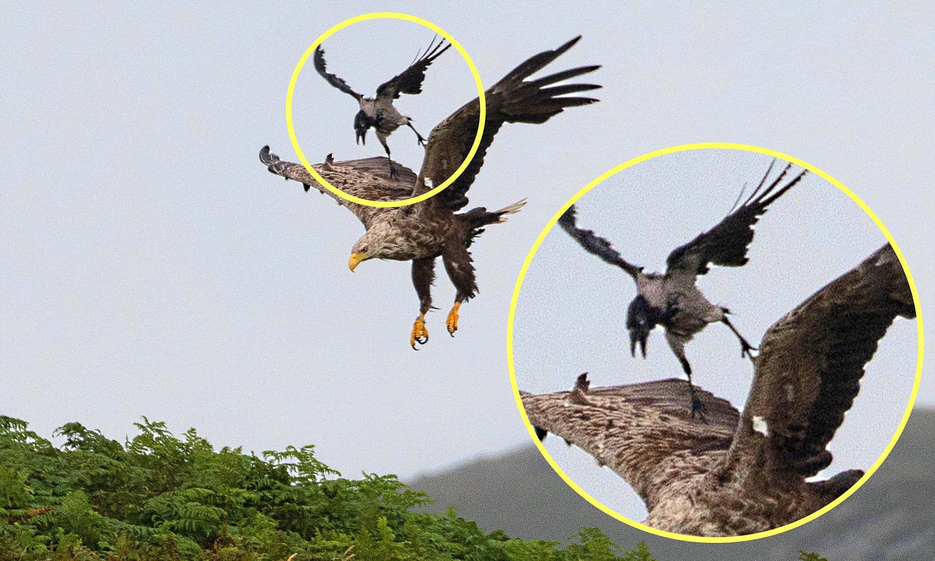 Bald Eagle 桌布 壁紙 — 一隻白尾海雕在半空中，背上有隻烏鴉棲息，兩隻鳥都張開翅膀，襯著蒼白的天空。