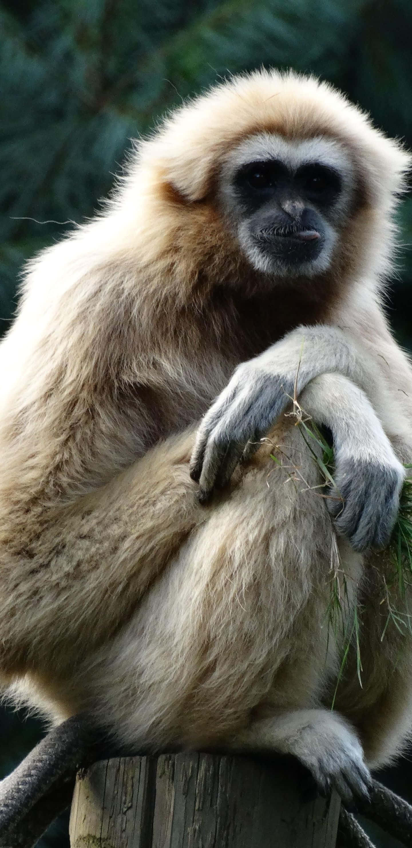 Pixel 3xl Gibbon 桌布 壁紙 — 一隻白掌長臂猿，擁有蓬鬆的奶油色毛髮，冷靜地坐在木柱上，手持草的特寫。