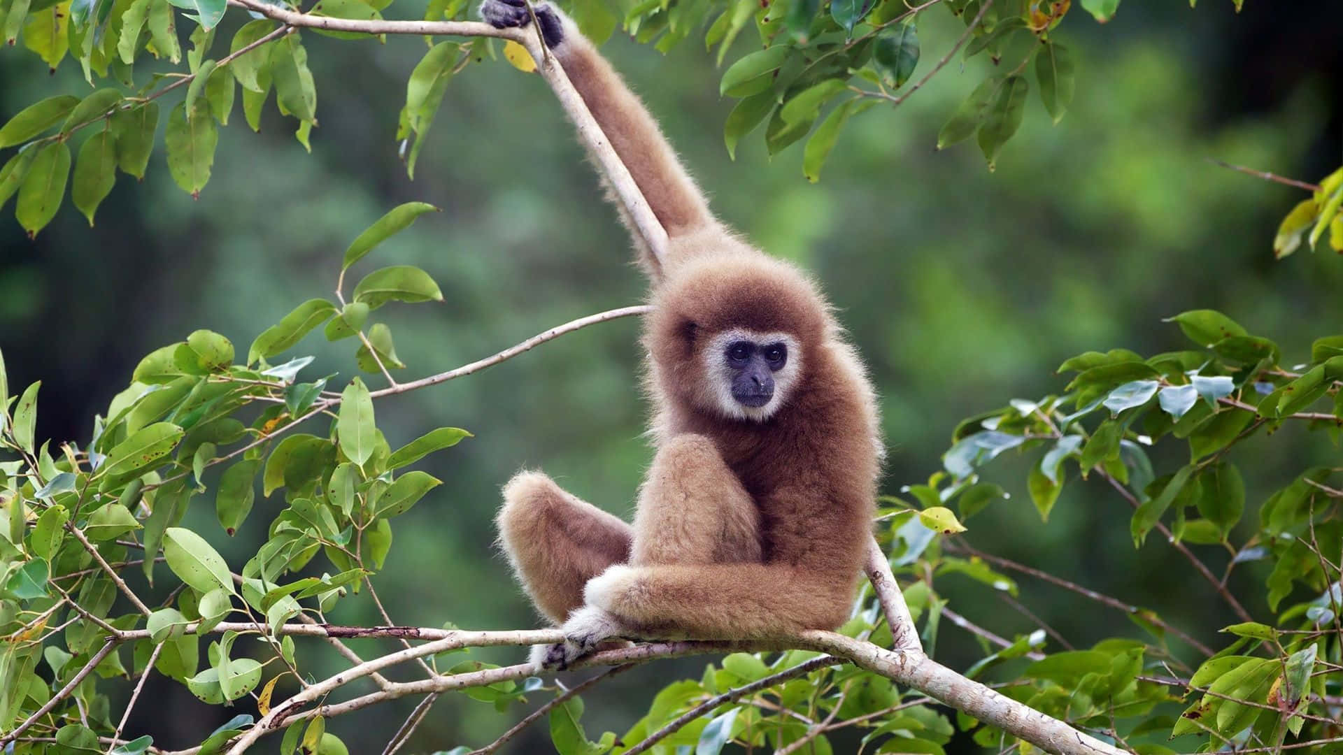1080p Gibbon 桌布 壁紙 — 一隻白掌長臂猿，棕色毛髮，深色面孔，優雅地懸掛在枝葉茂盛的樹枝上。