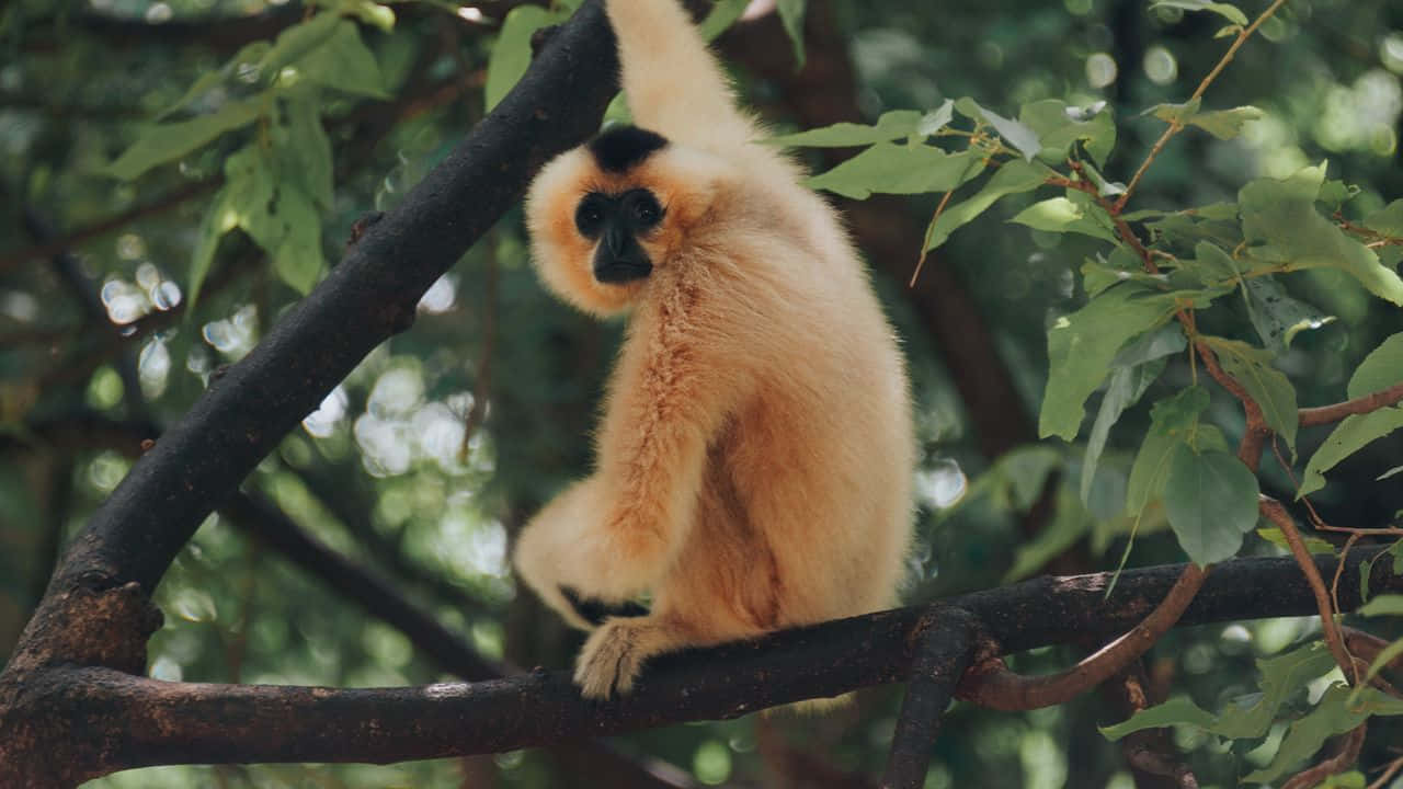 Ape 桌布 壁紙 — 一隻白掌長臂猿，面部和四肢黑色，優雅地懸掛在樹枝上，周圍是茂密的綠葉。