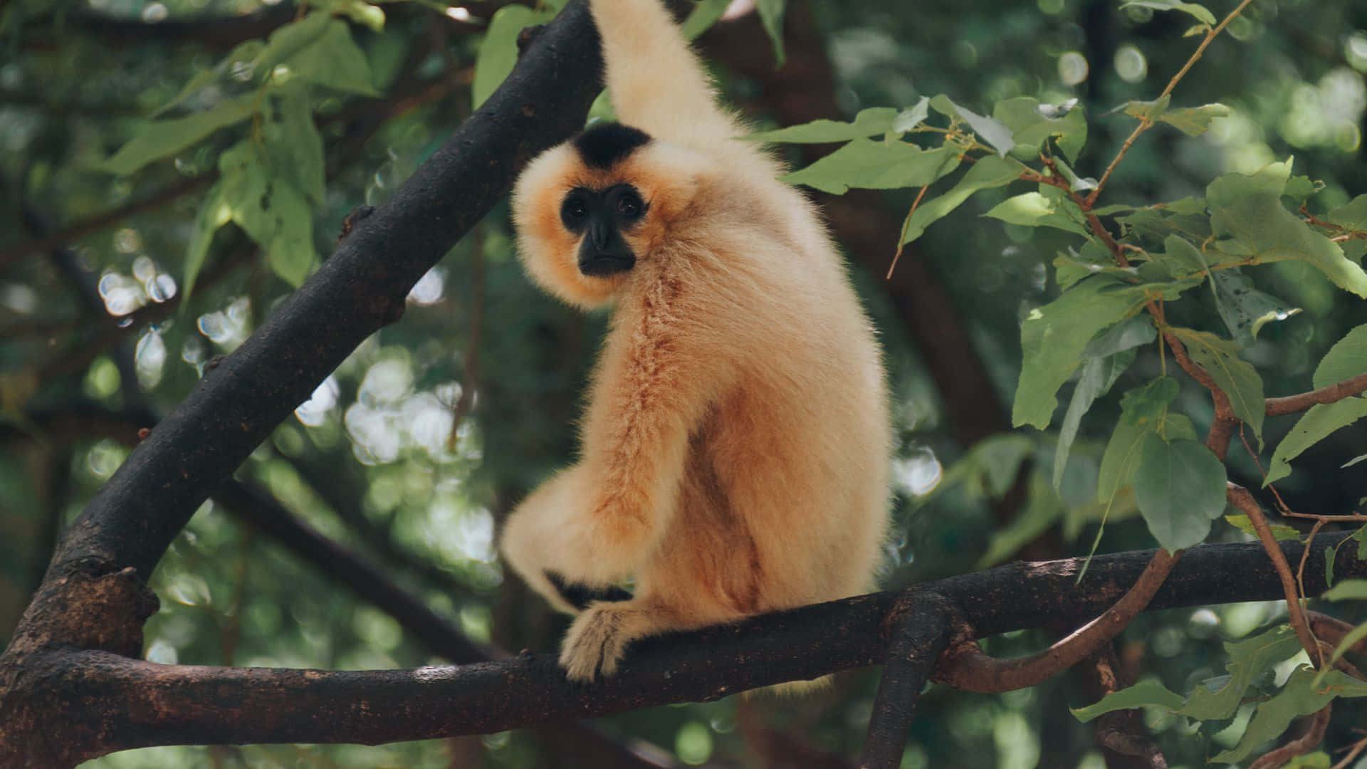 1080p Gibbon 桌布 壁紙 — 一隻白掌長臂猿，面部和四肢黑色，優雅地棲息在樹枝上，周圍是茂密的綠色樹葉。