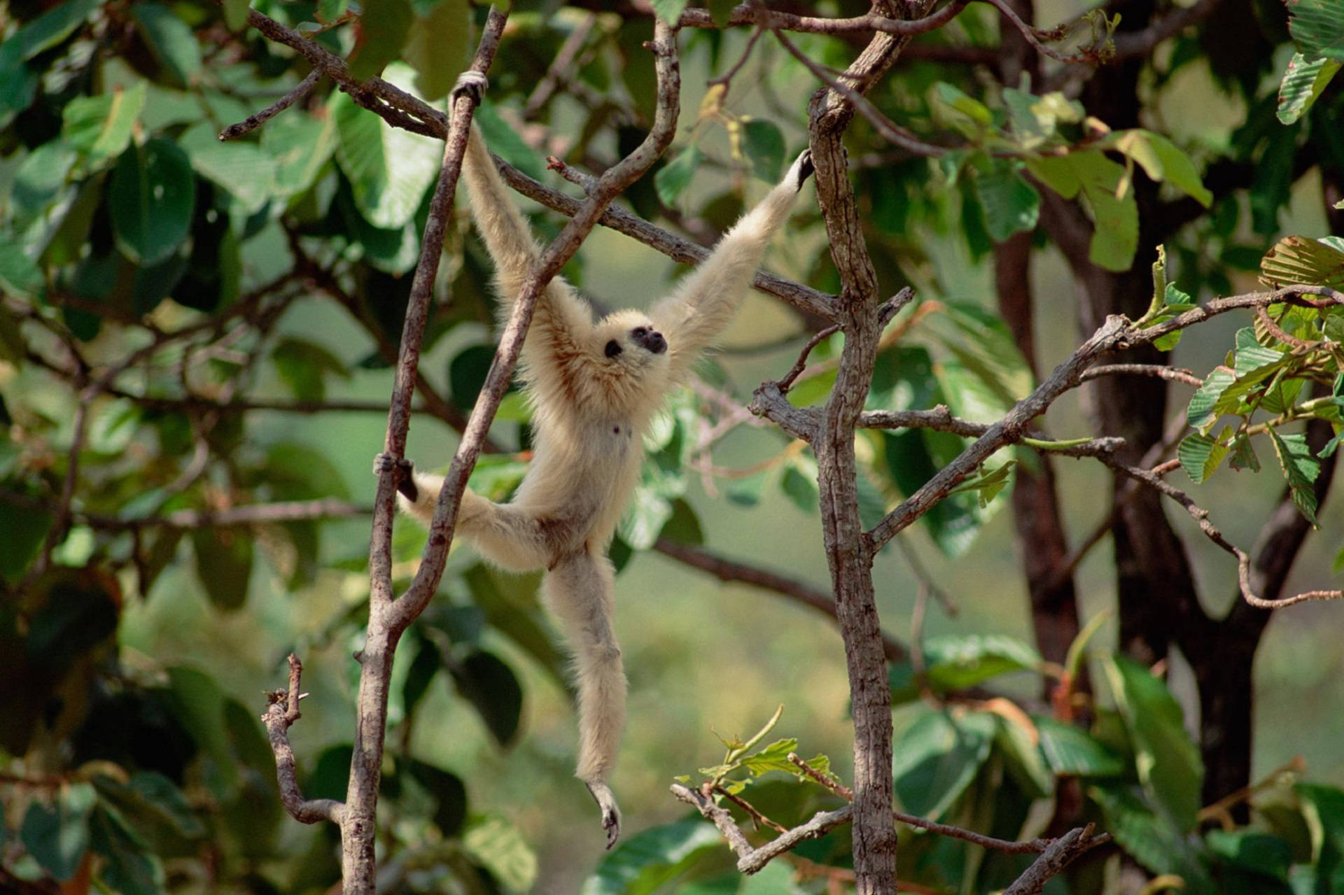 Gibbon 桌布 壁紙 — 一隻白掌長臂猿優雅地懸掛在樹枝上，周圍是茂密的綠色樹葉，身處陽光明媚的森林中。