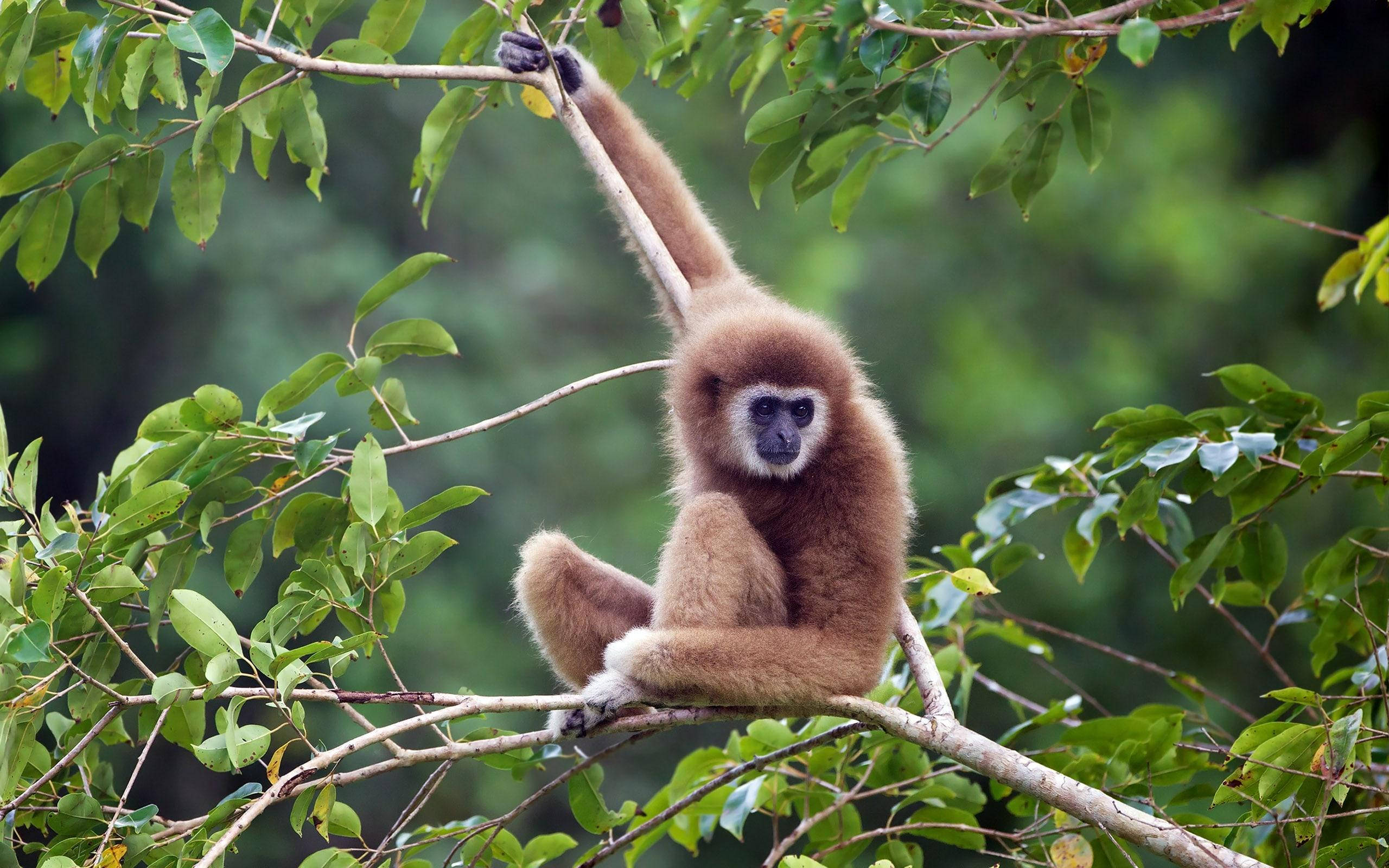 Gibbon 桌布 壁紙 — 一隻白掌長臂猿優雅地棲息在茂密森林中一棵樹的枝幹上，周圍是翠綠的樹葉。