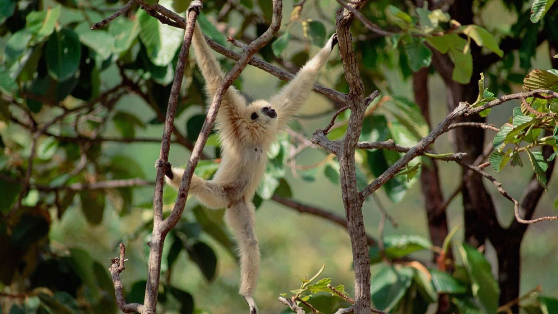 1080p Gibbon 桌布 壁紙 — 一隻白掌長臂猿在茂密翠綠的森林樹冠中優雅地在樹枝間擺盪。