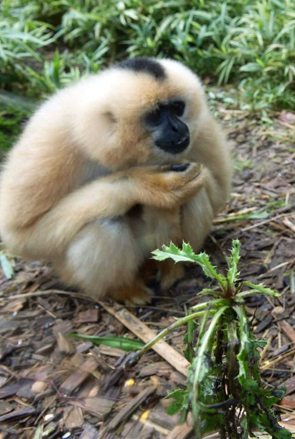 Android Gibbon 桌布 壁紙 — 一隻白掌長臂猿平靜地坐在覆蓋物上，周圍是綠色樹葉和一棵帶刺的植物。