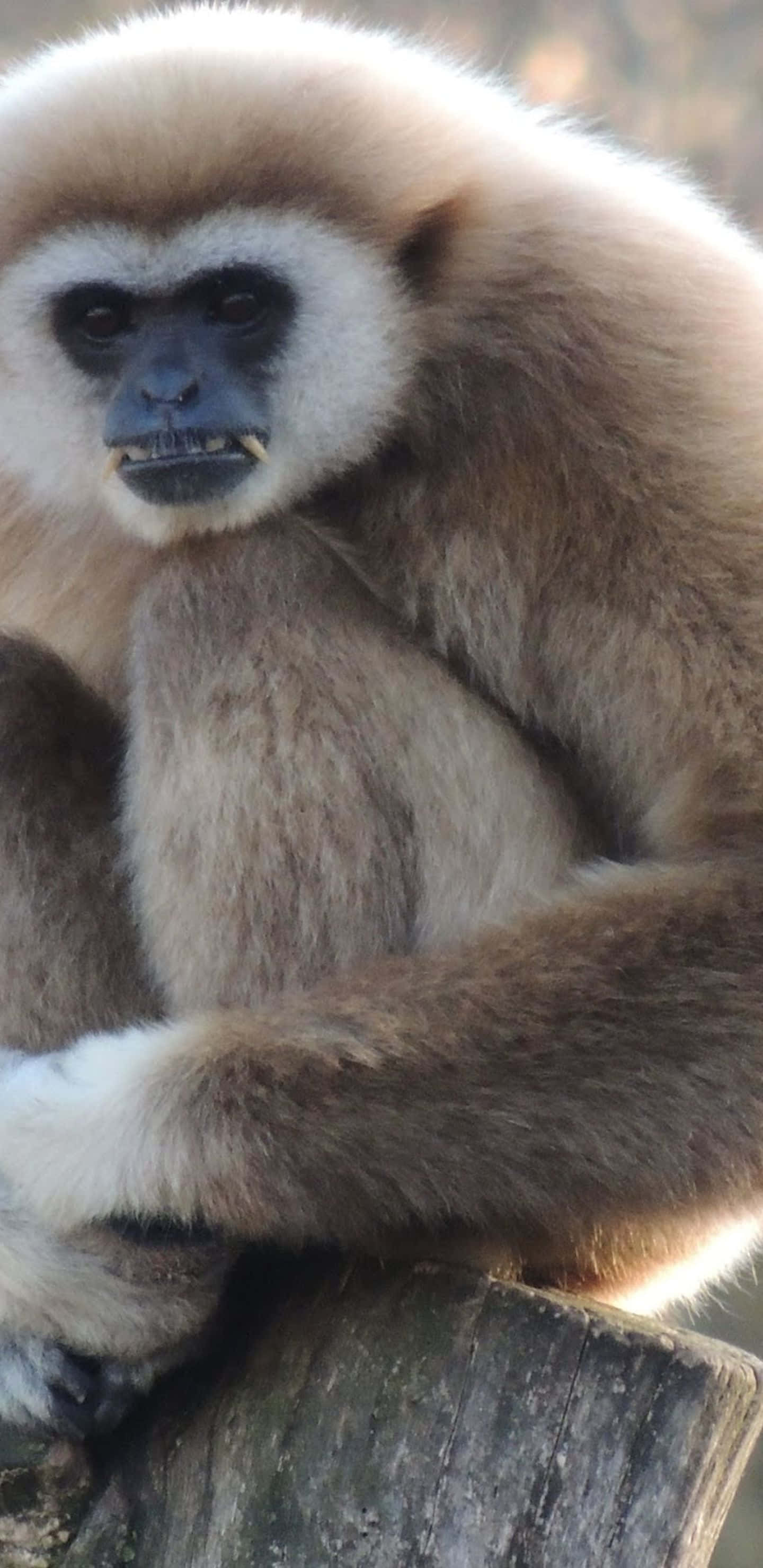 Pixel 3xl Gibbon 桌布 壁紙 — 一隻白掌長臂猿棲息在風化木頭上的特寫，毛髮柔軟，臉部深色。