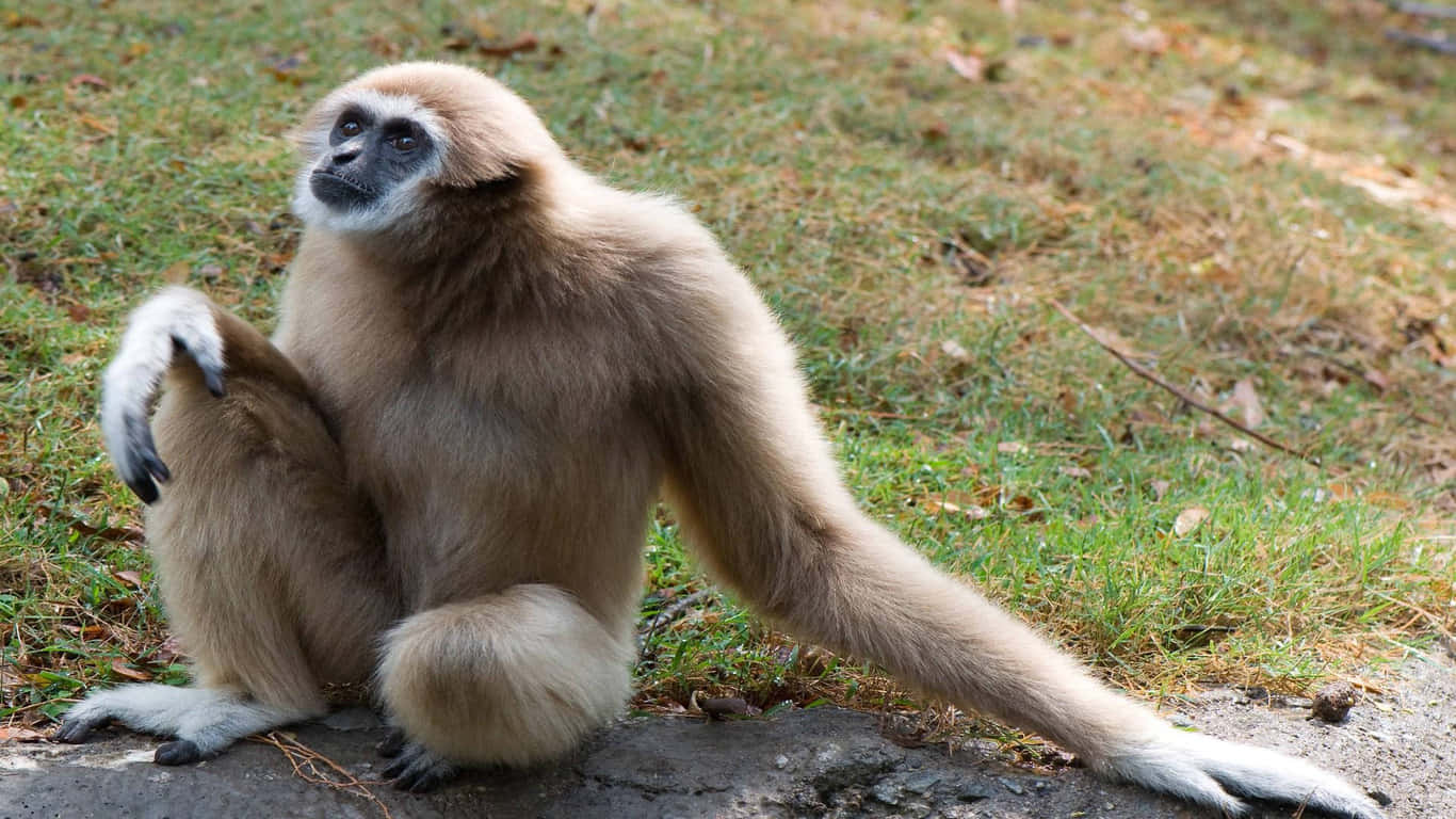 1366x768 Gibbon 桌布 壁紙 — 一隻白掌長臂猿沉思地坐在岩石上，周圍是草地，長臂優雅地垂下。