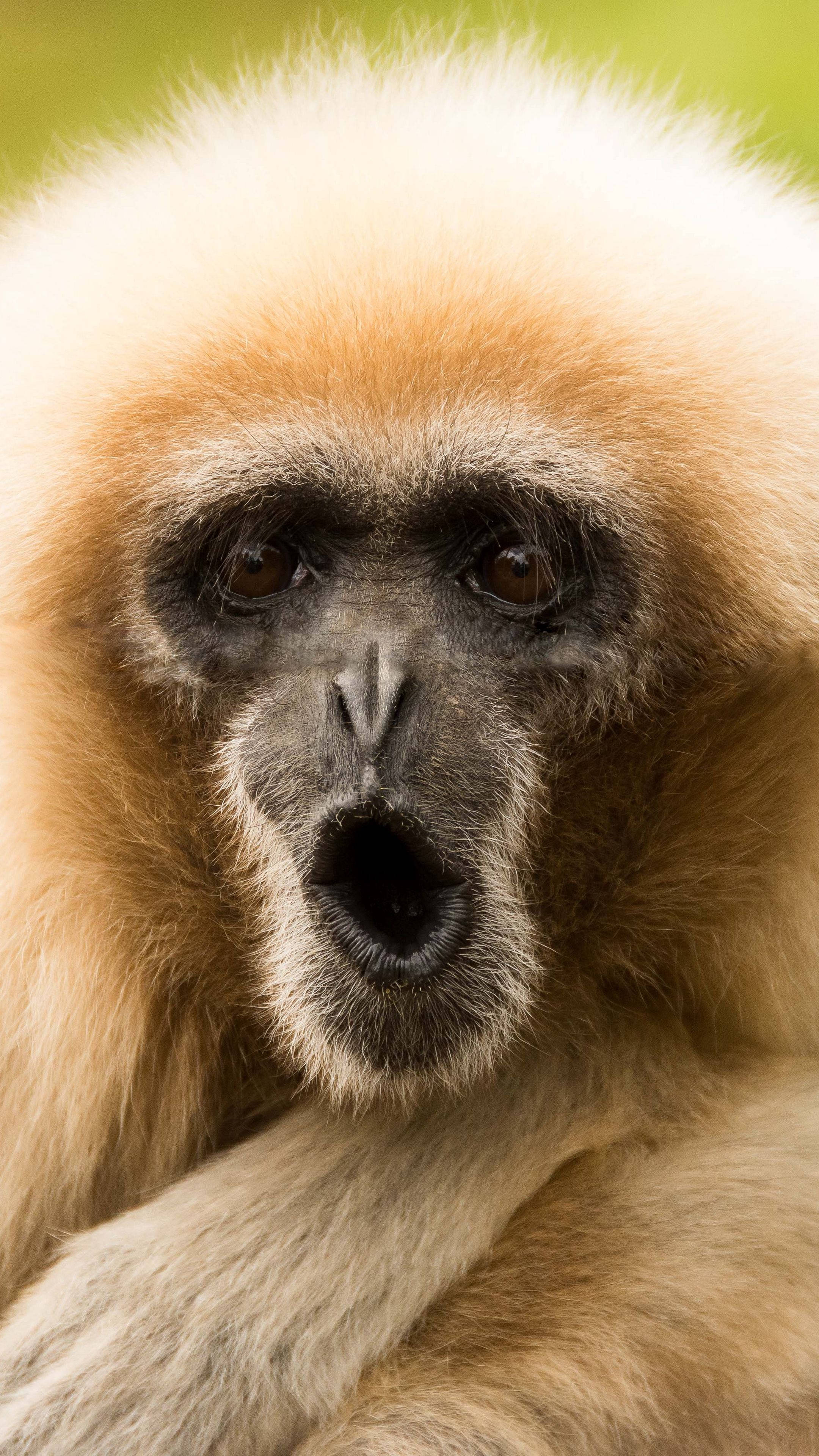 Gibbon 桌布 壁紙 — 一隻白掌長臂猿的近距離特寫，擁有蓬鬆的金色毛髮和深色臉龐，直視鏡頭。