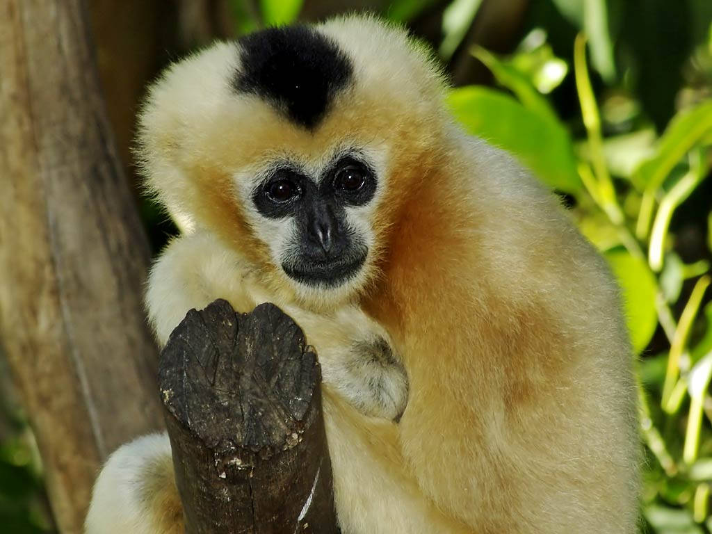 Gibbon 桌布 壁紙 — 一隻白掌長臂猿的近距離特寫，黑色臉龐和頭冠，棲息在茂密綠葉中的樹枝上。