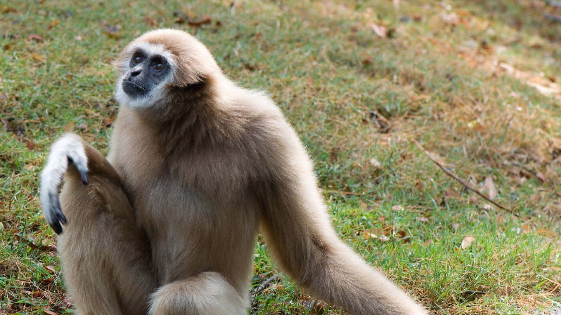 1920x1080 Gibbon 桌布 壁紙 — 一隻白掌長臂猿若有所思地坐在草地上，周圍散落著乾枯的樹葉，在柔和自然光下。