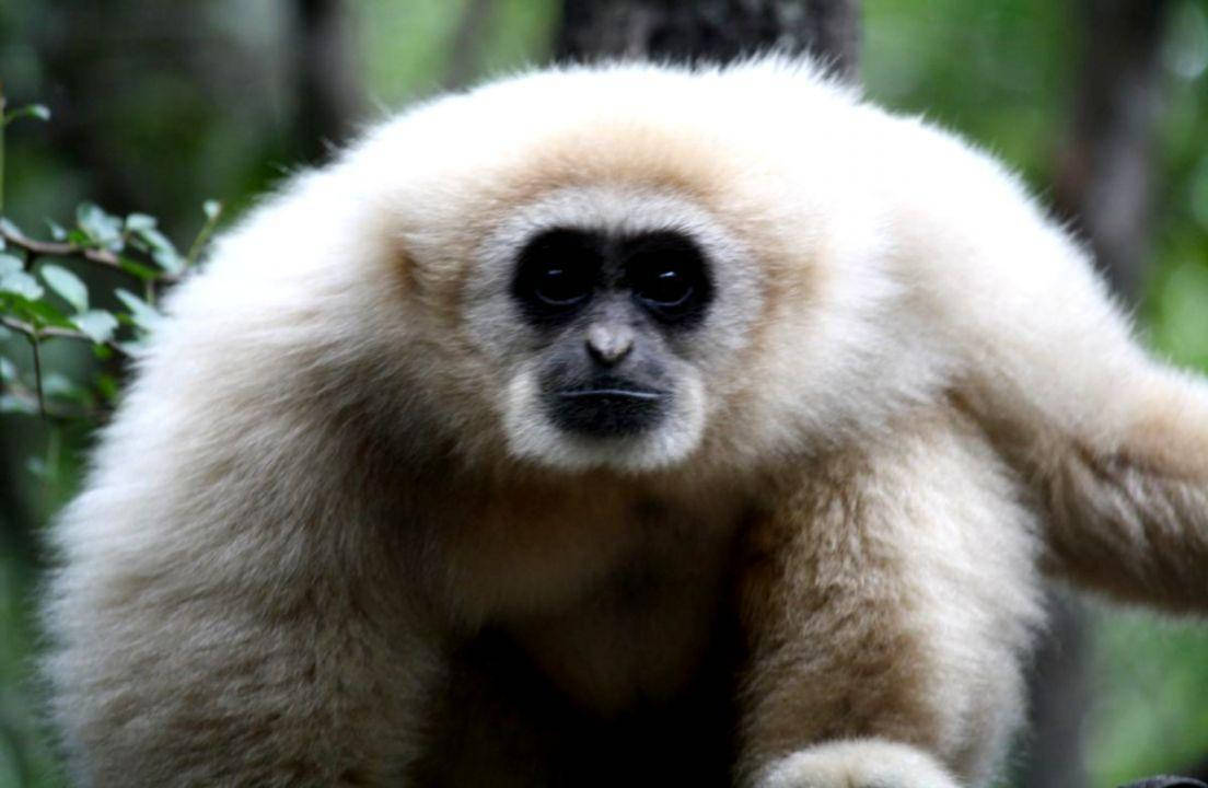 Gibbon 桌布 壁紙 — 一隻白毛黑眼長臂猿棲息在茂密綠色森林中的特寫。