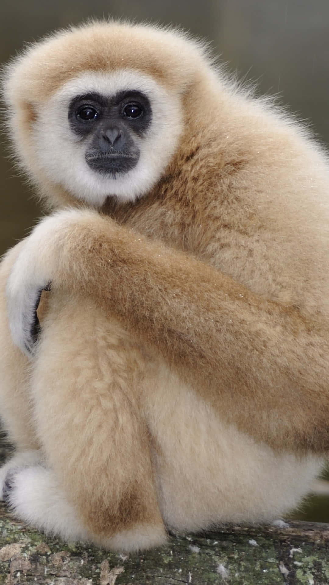 Android Gibbon 桌布 壁紙 — 一隻白毛黑臉的長臂猿冷靜地坐在長滿苔蘚的樹枝上的特寫。