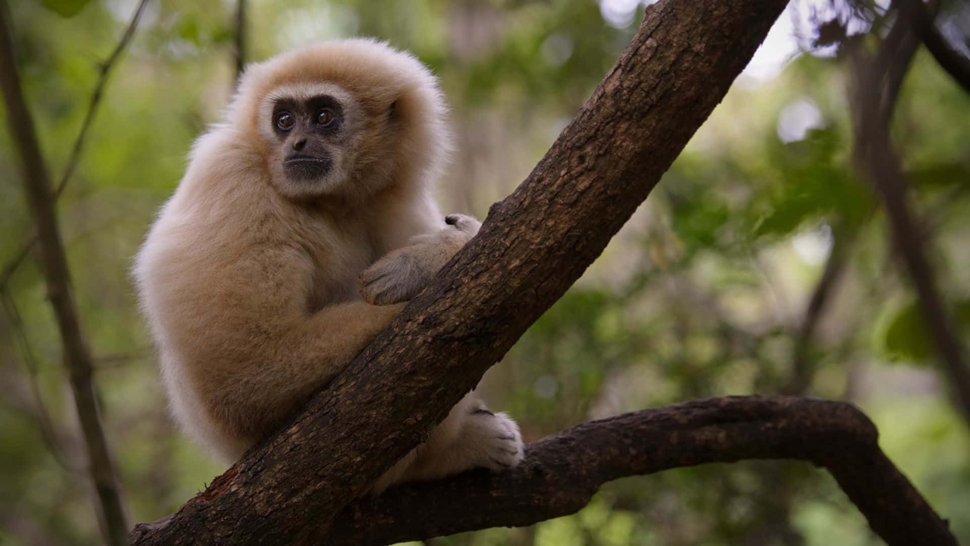 1920x1080 Gibbon 桌布 壁紙 — 一隻白毛黑臉的長臂猿平靜地棲息在粗壯的樹枝上，周圍是茂密的綠葉。