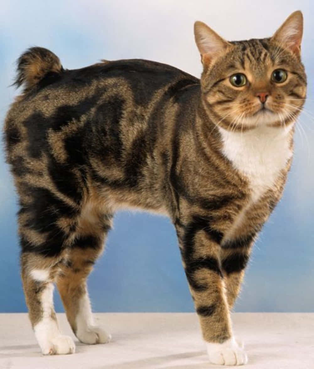 Manx Cat 桌布 壁紙 — 一隻白爪白胸的虎斑貓在柔和藍色攝影棚背景前警覺地站著。